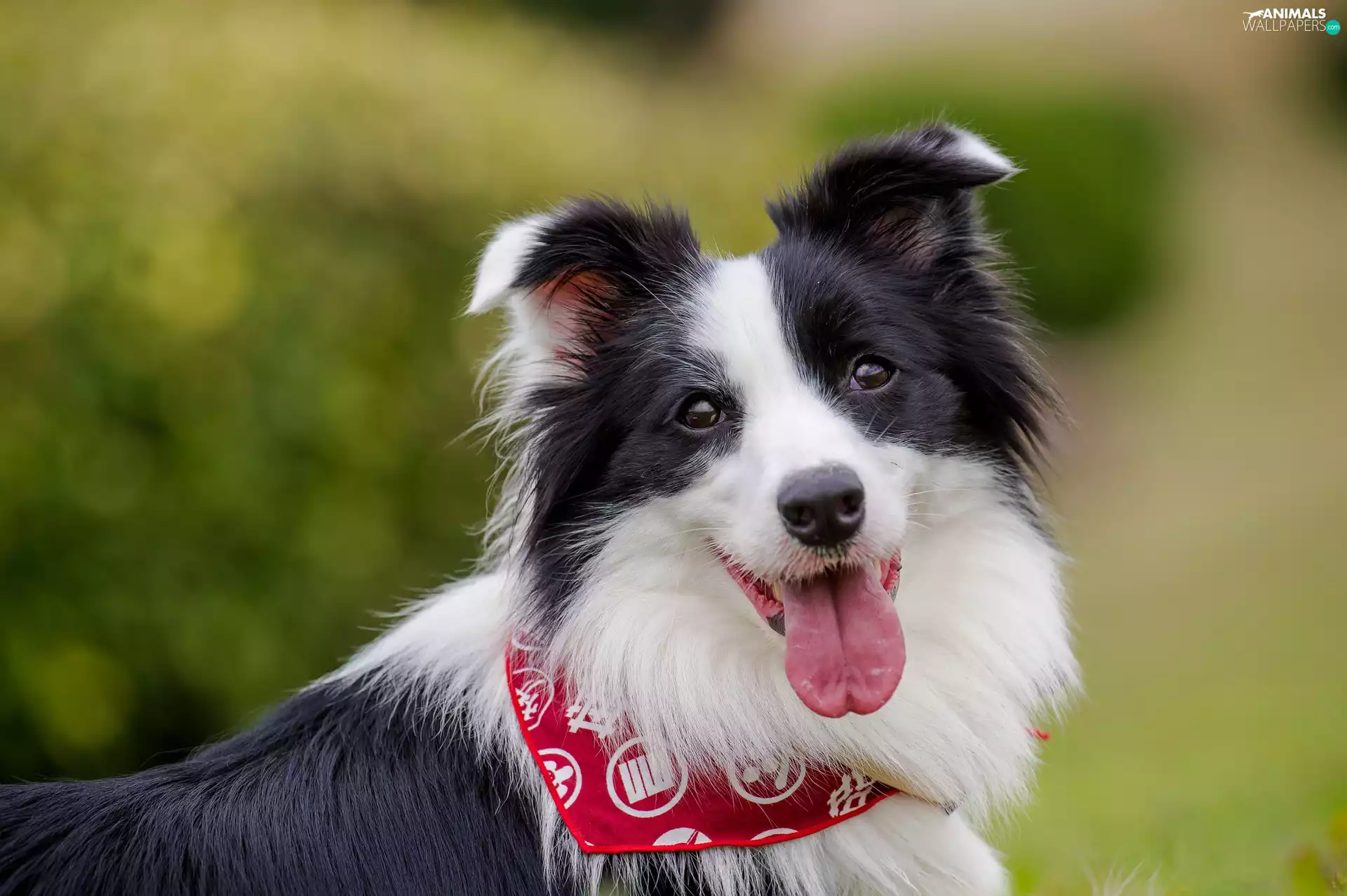 apatite, Border Collie, vat