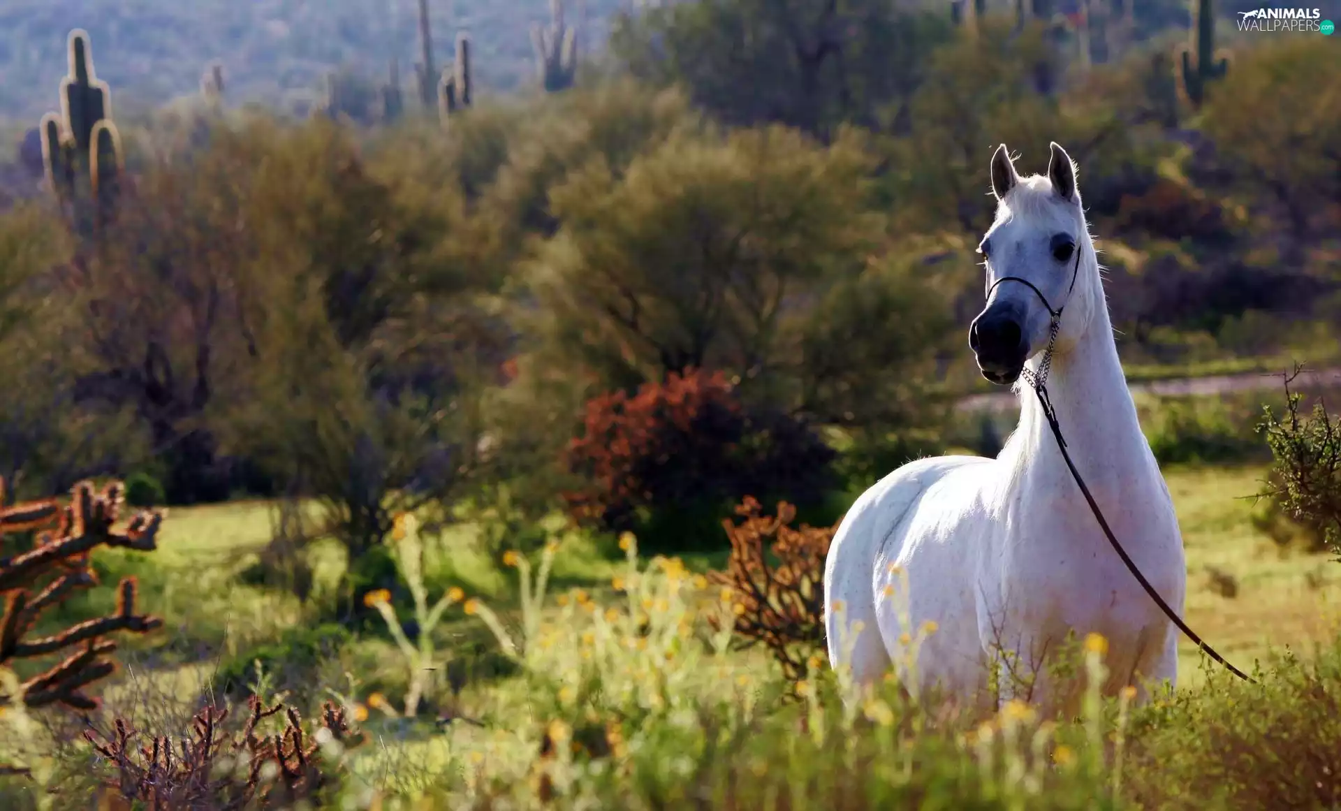 vegetation, grizzle, Arab