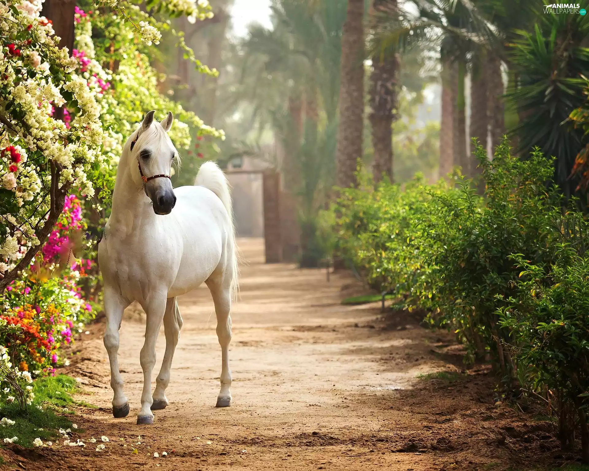 VEGETATION, White, Arab