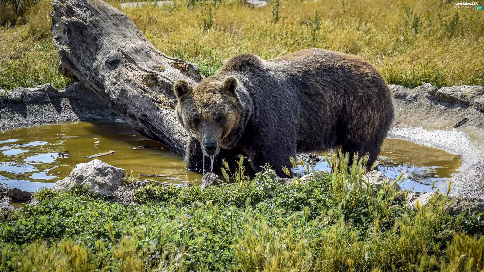 water, VEGETATION, brown, log, Bear