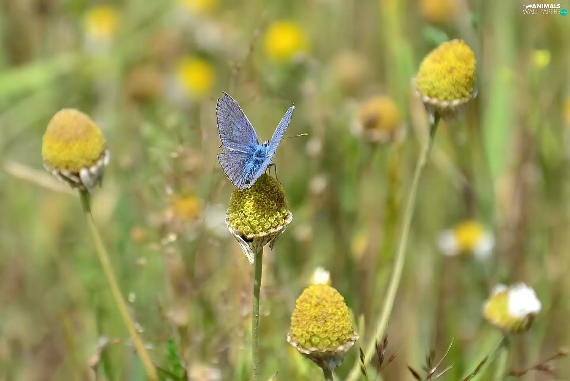VEGETATION, blue, butterfly