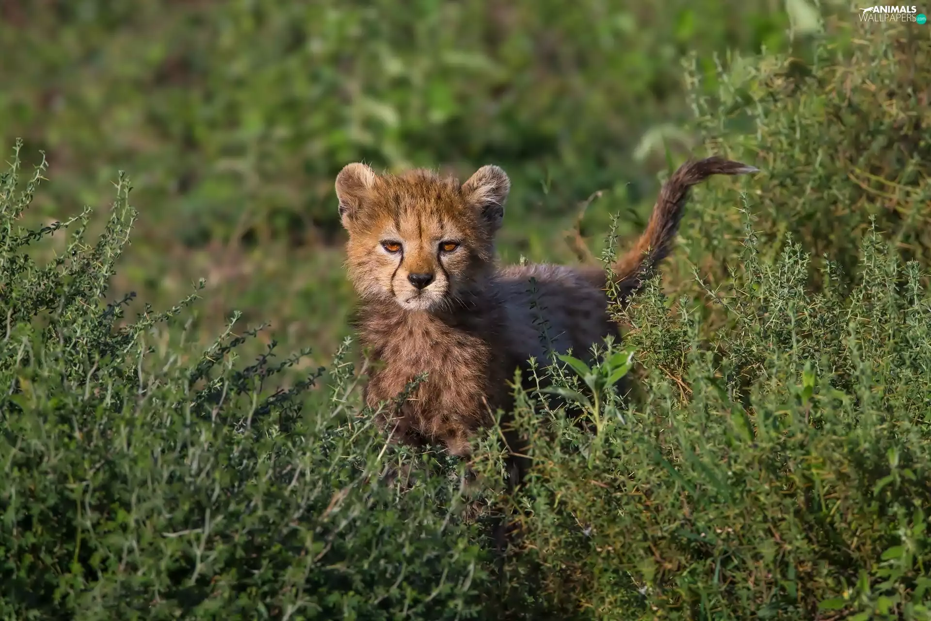 VEGETATION, small, Cheetah