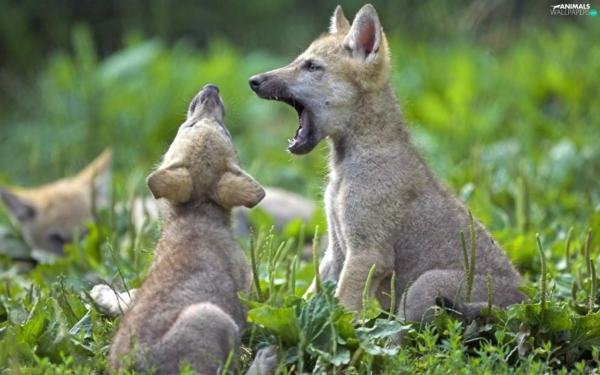Two cars, wolves, VEGETATION, little doggies