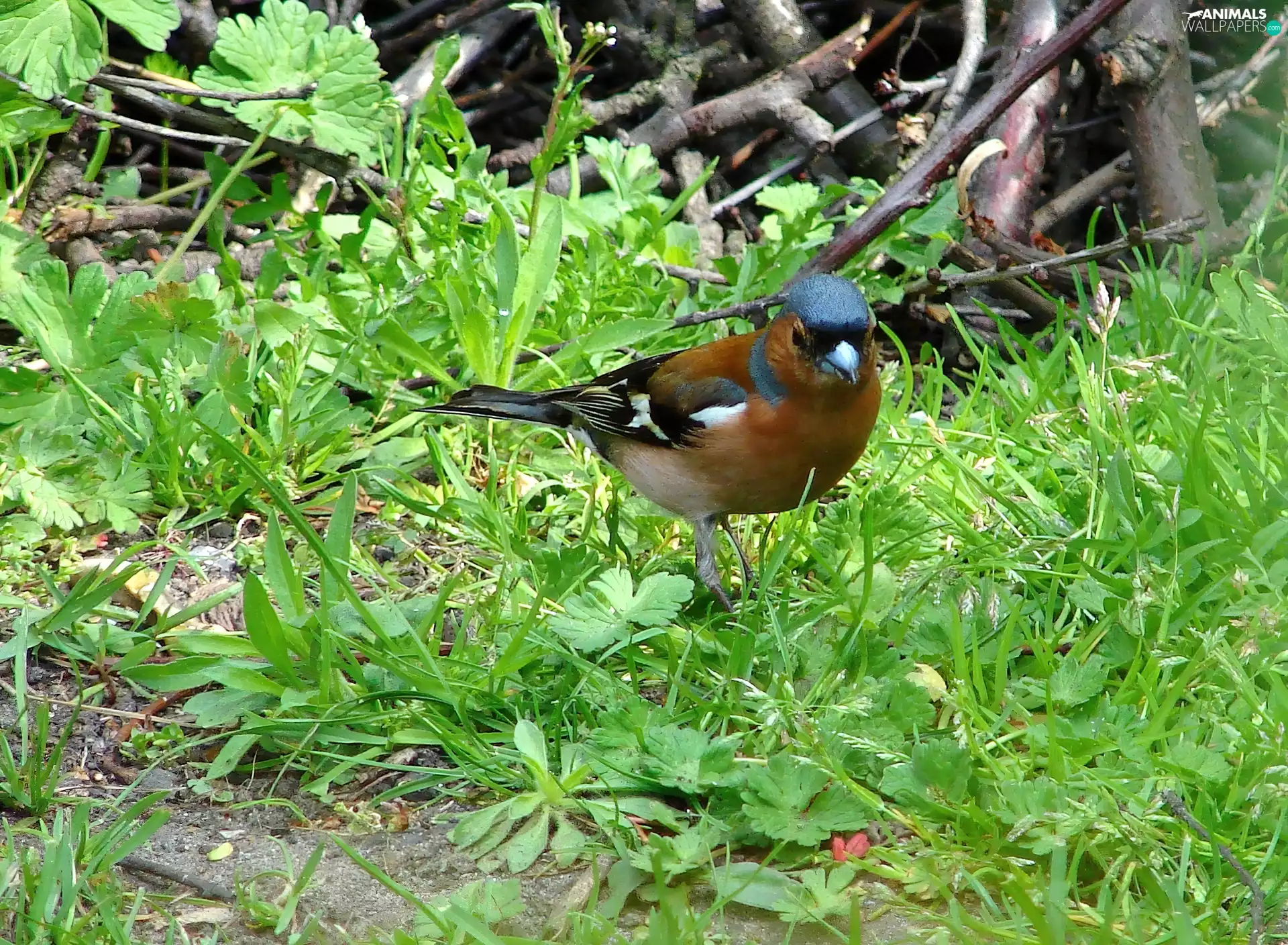 VEGETATION, Bird, finch