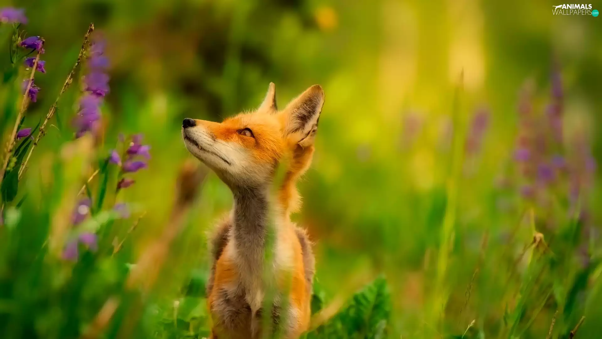 Fox, fuzzy, background, VEGETATION