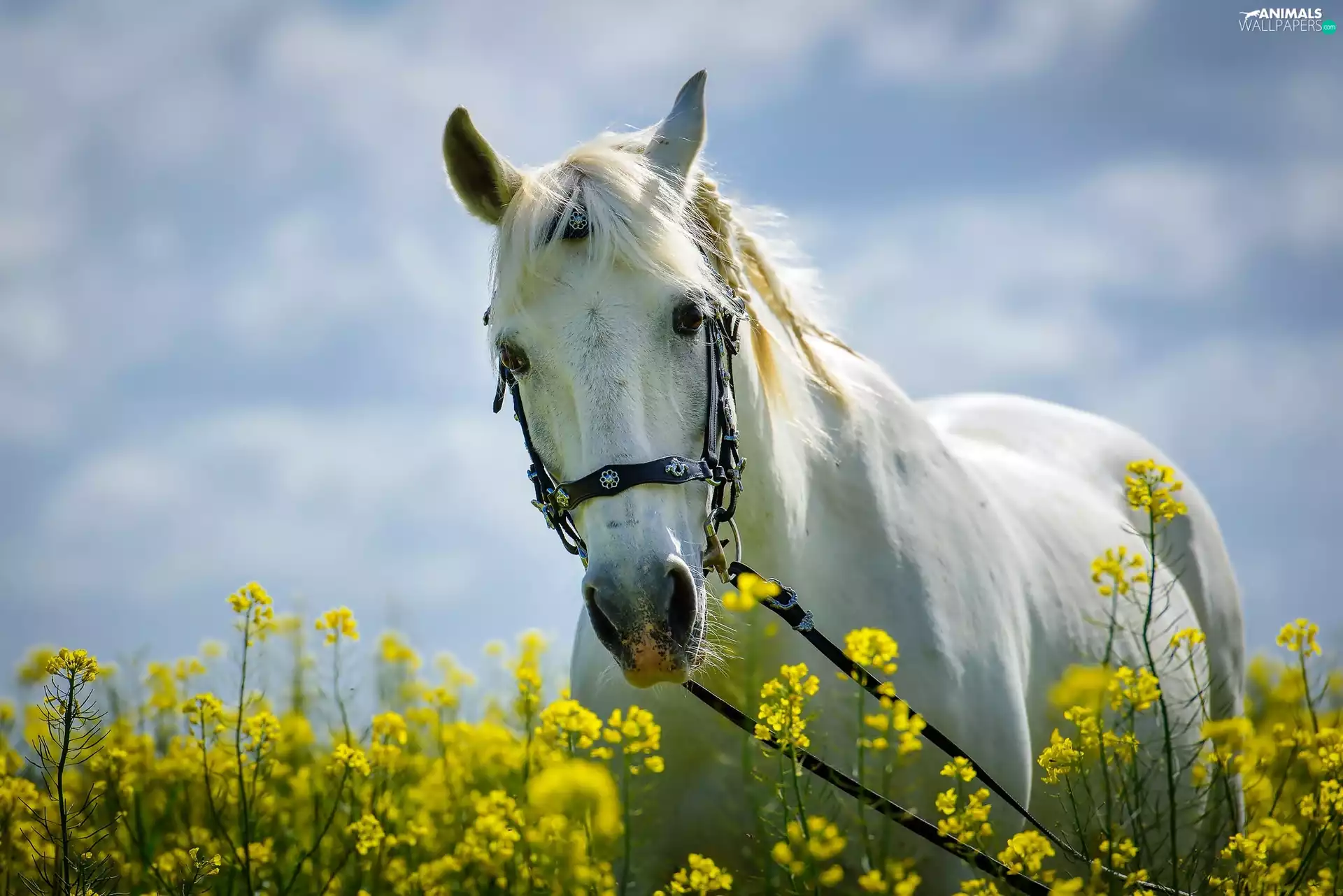 VEGETATION, White, Horse