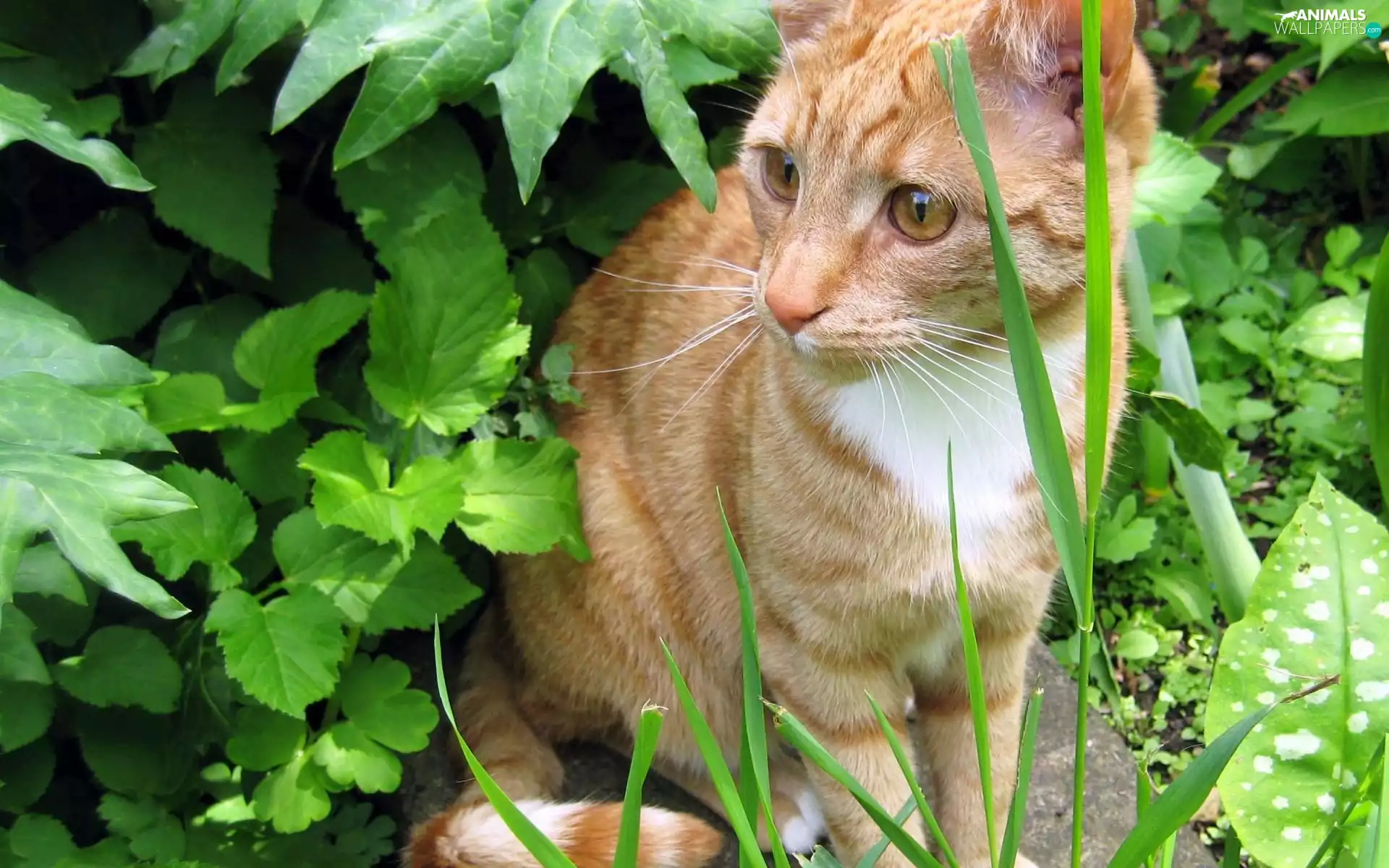 VEGETATION, ginger, kitten
