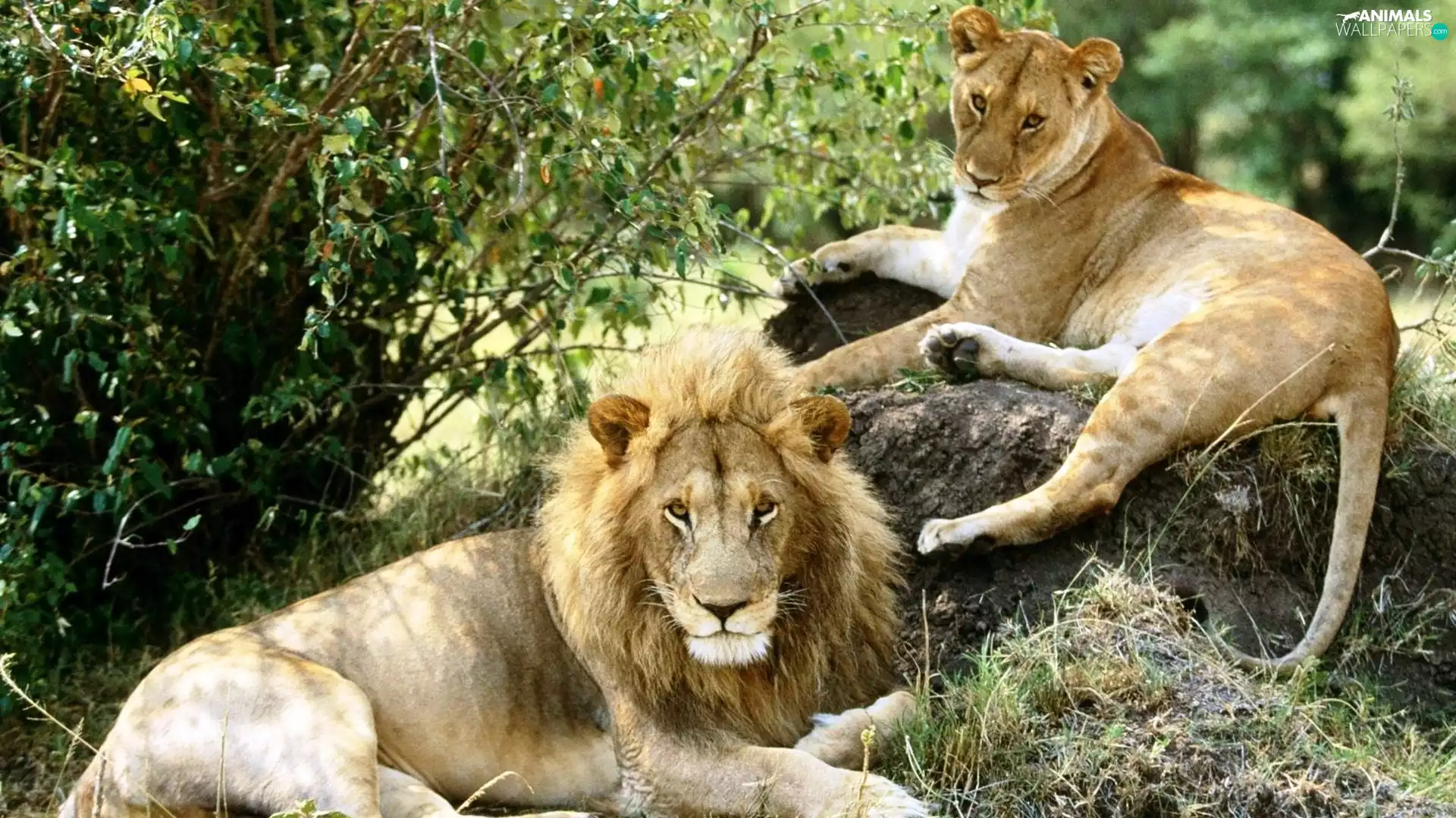 VEGETATION, Lion, Lioness
