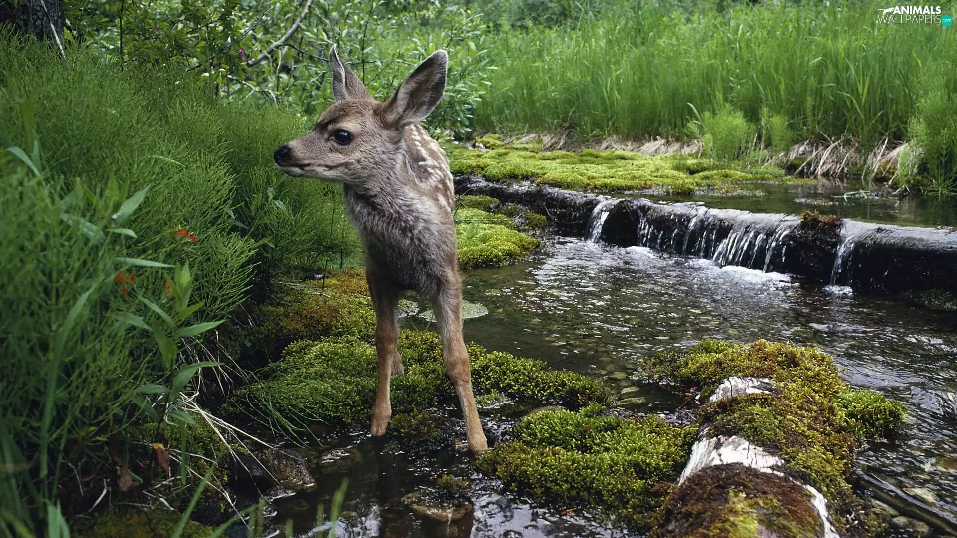 VEGETATION, deer, River