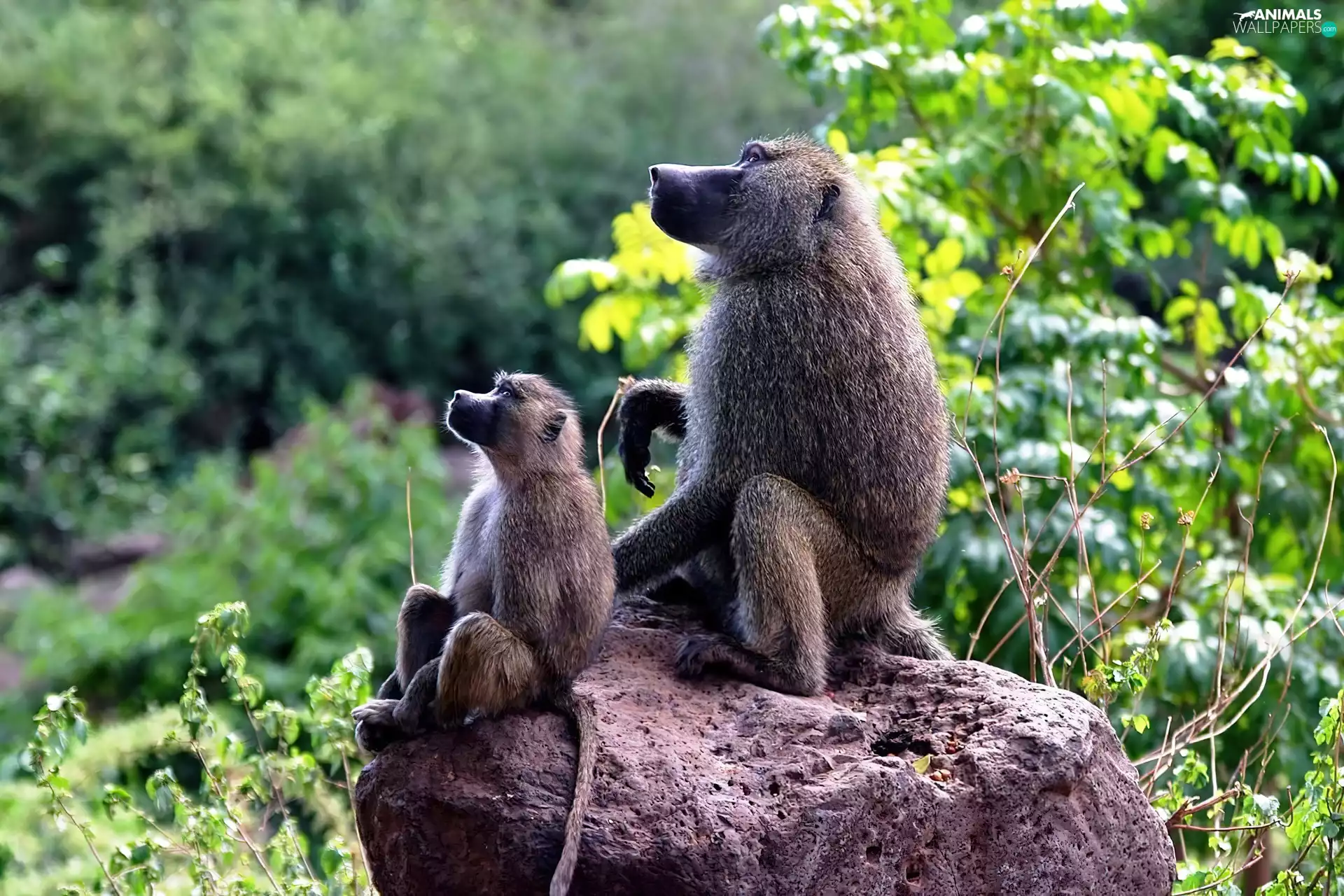 VEGETATION, Baboons, Rocks