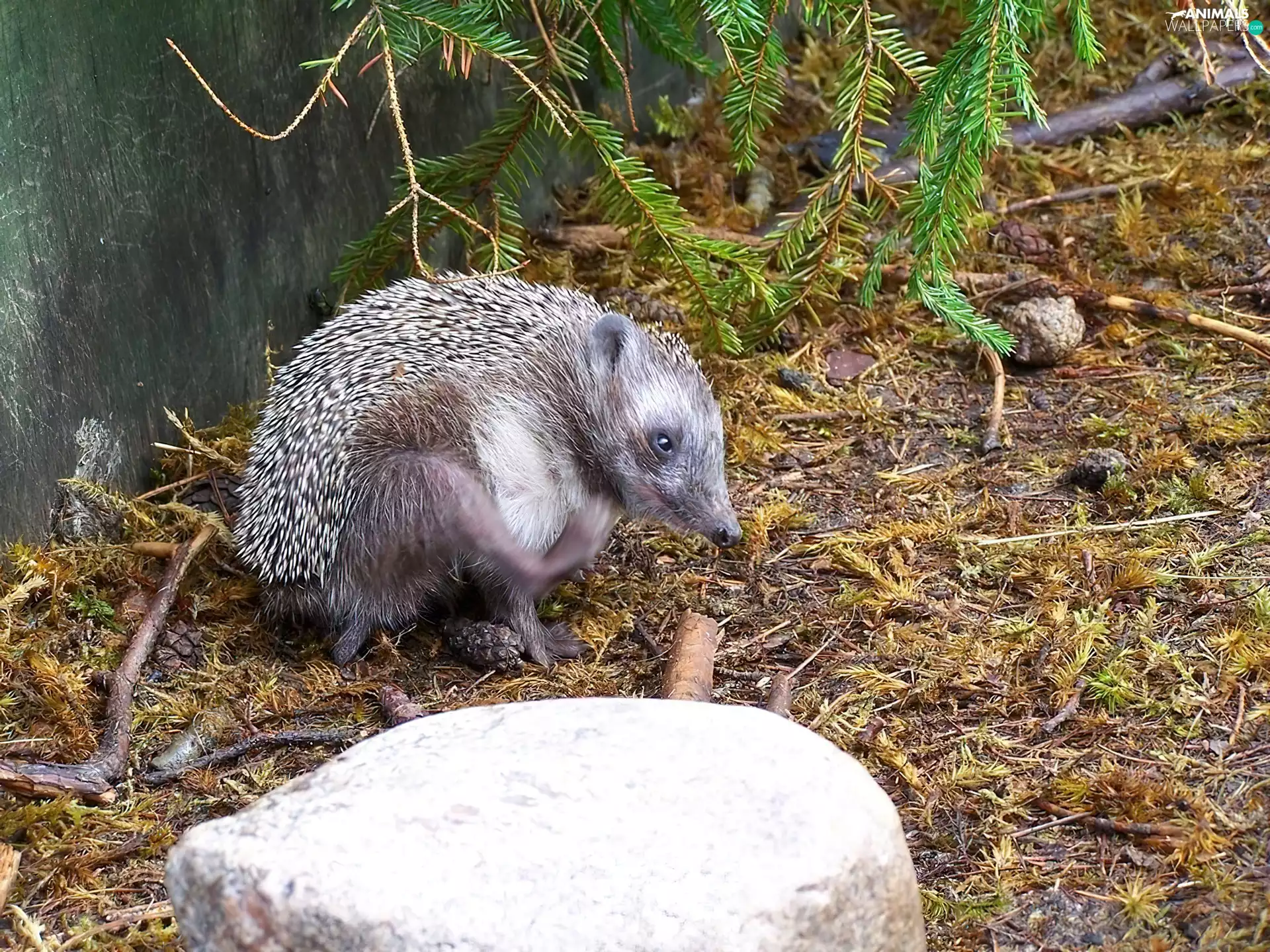 VEGETATION, hedgehog, Stone