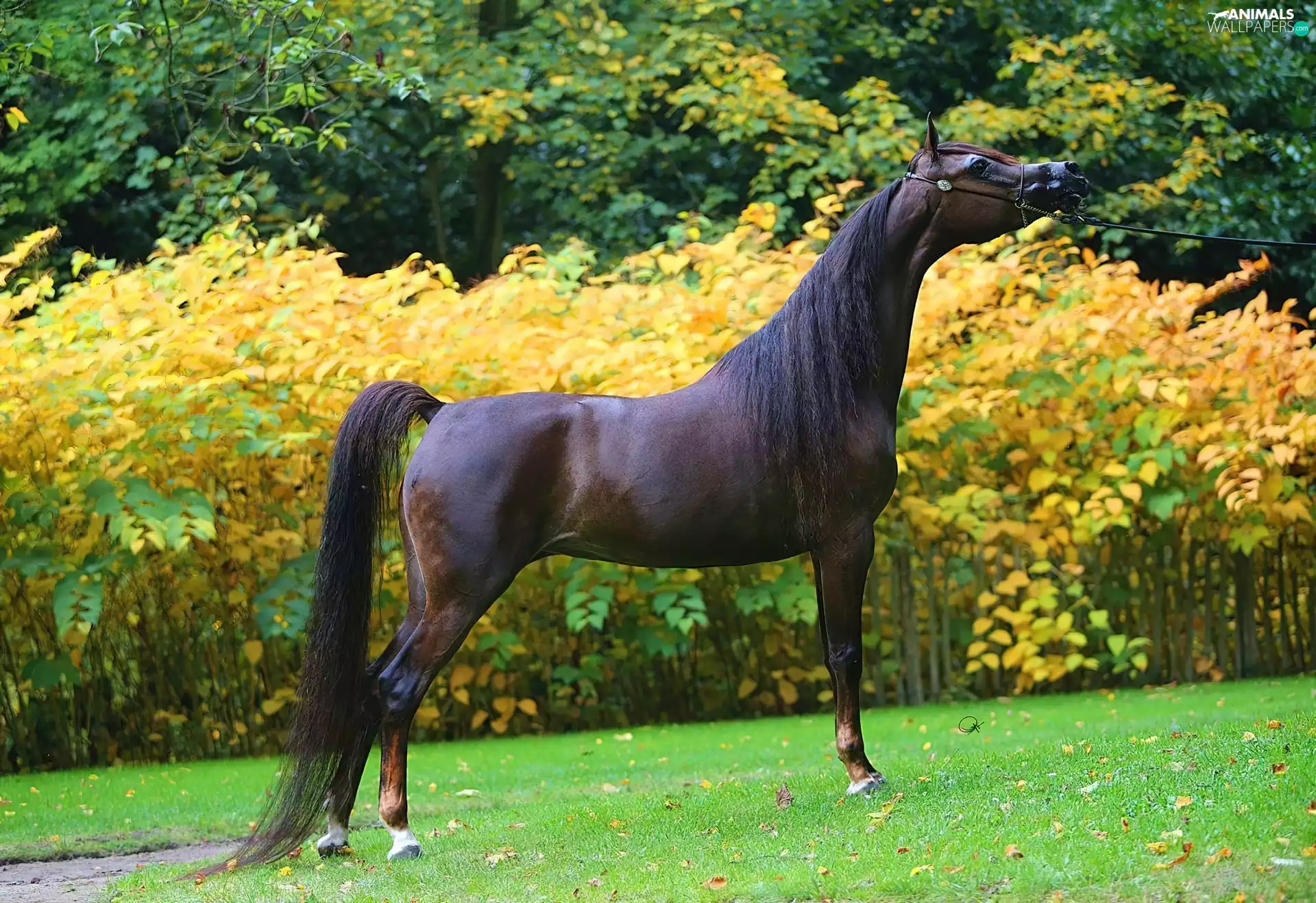 VEGETATION, Horse, tail