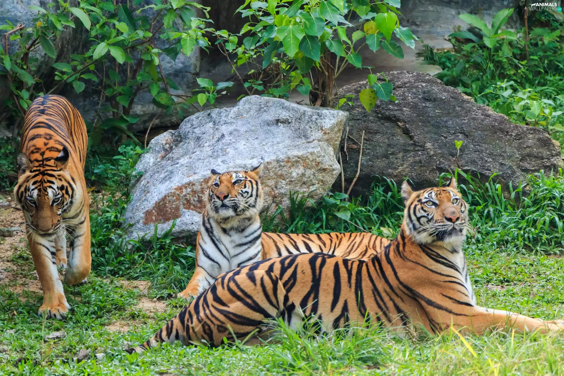 grass, VEGETATION, tigress, boulders, Three