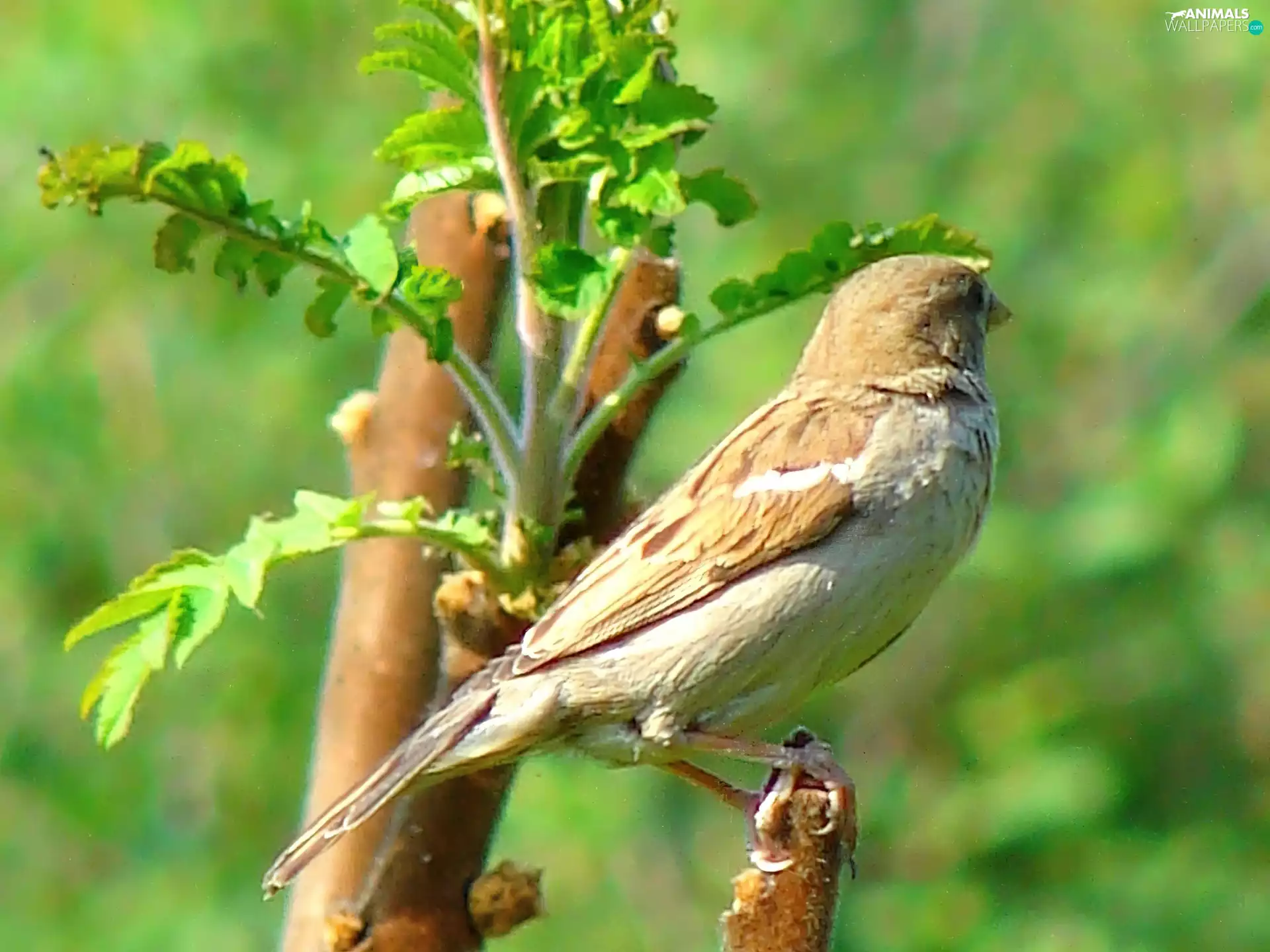 VEGETATION, sparrow, Twigs