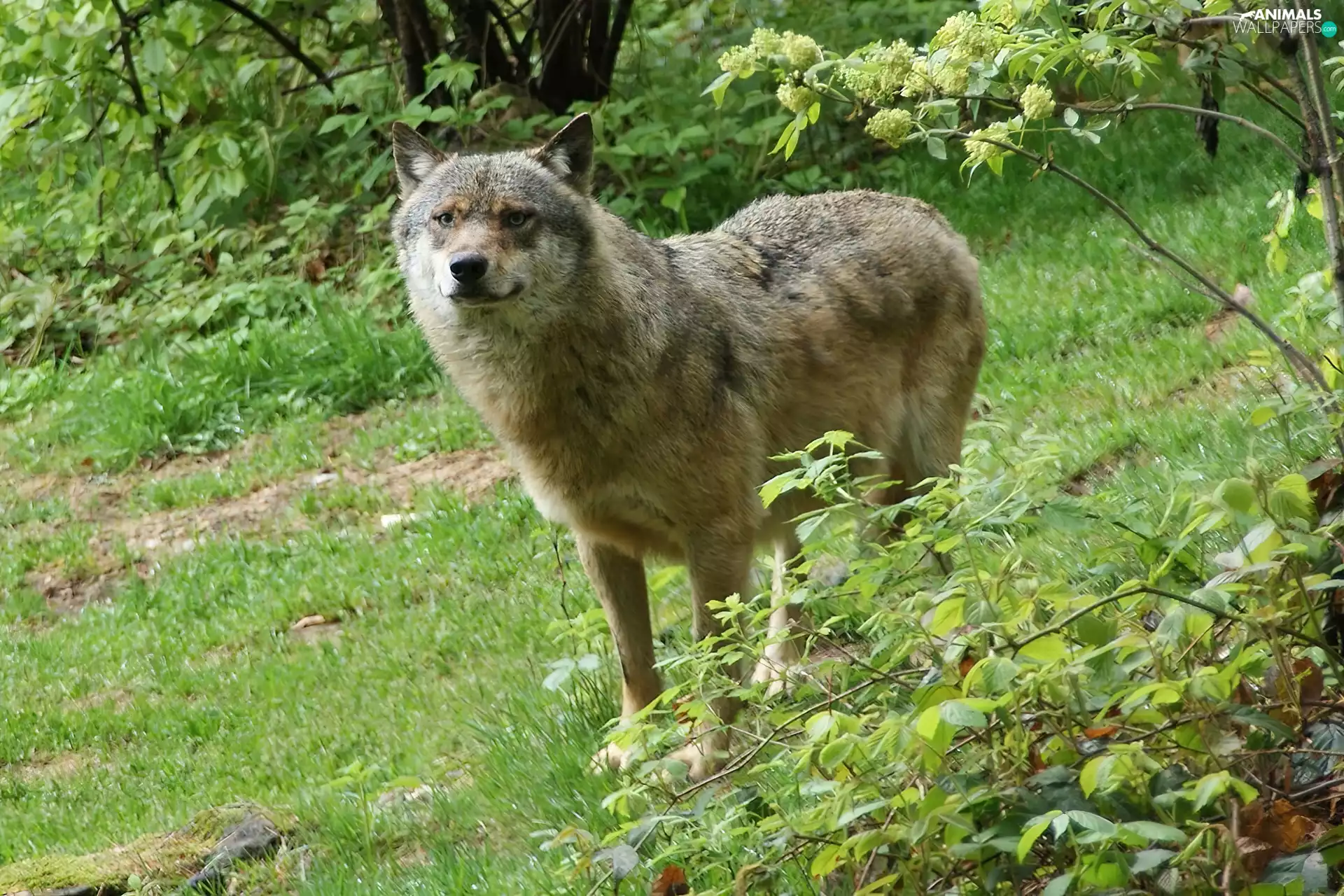 VEGETATION, Gray, Wolf
