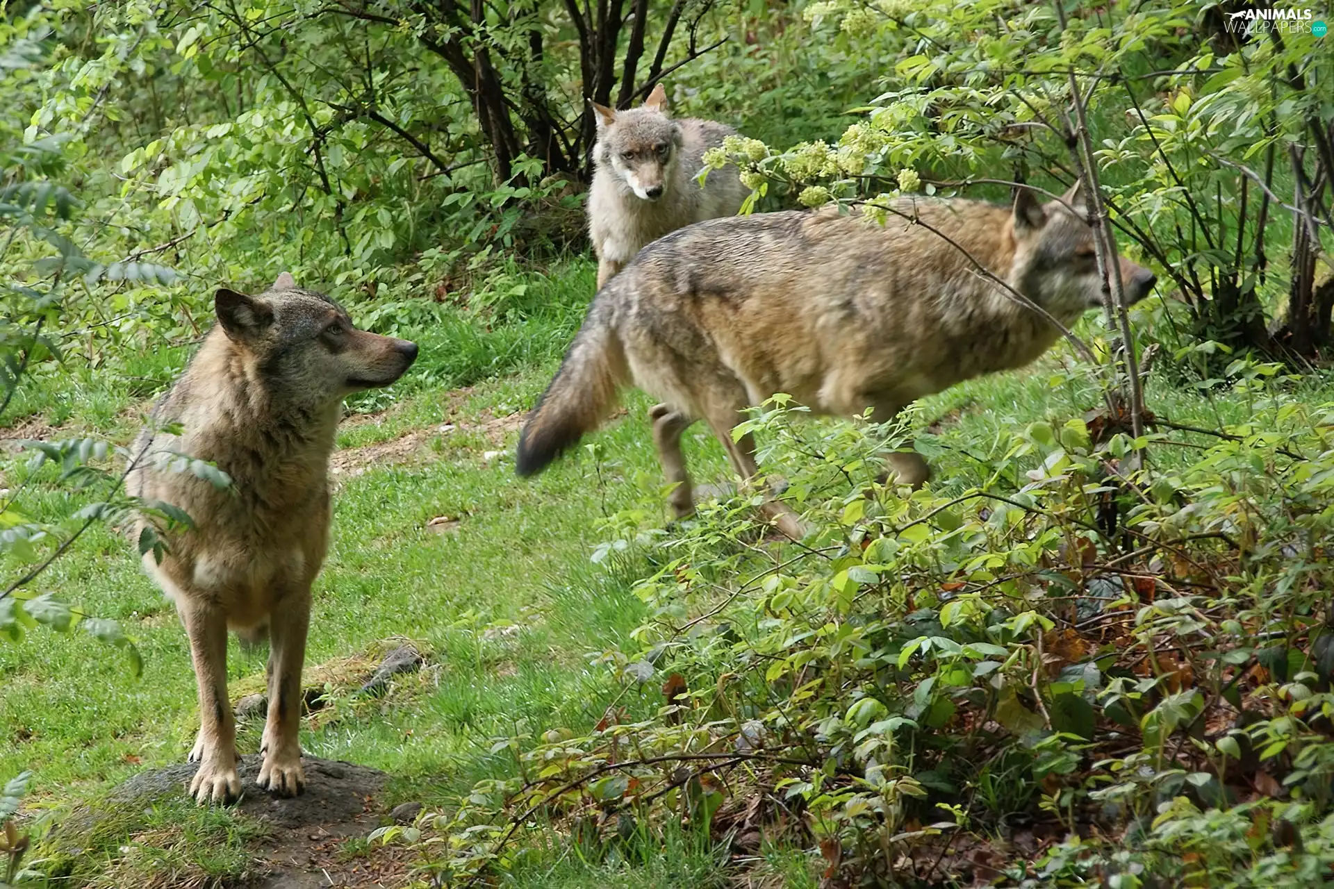 VEGETATION, Grey, wolves