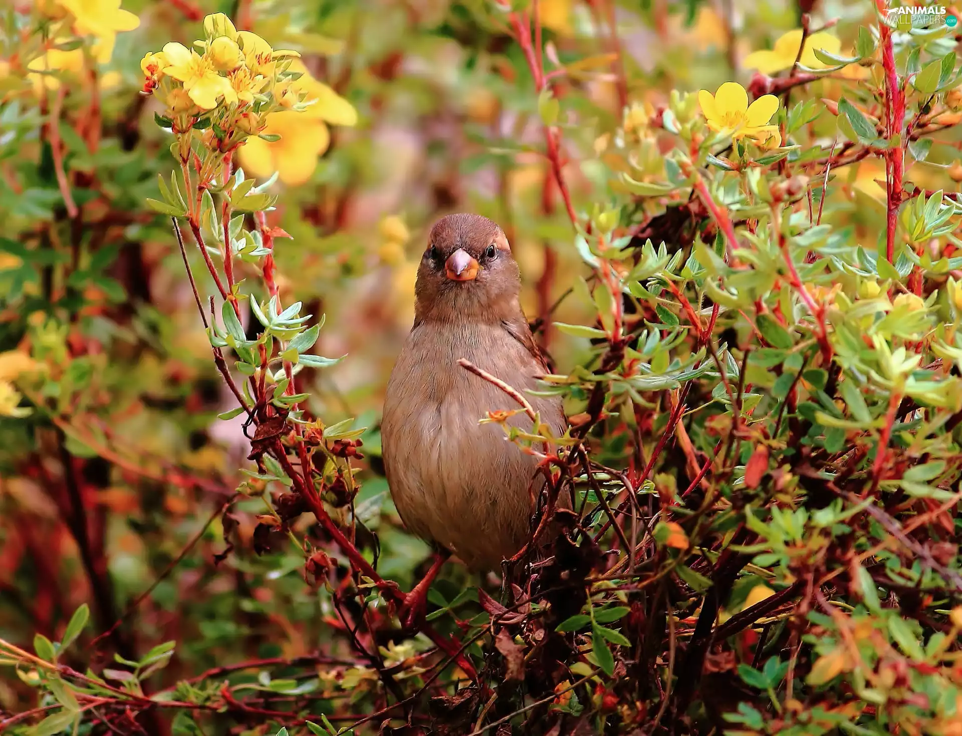 Coloured, VEGETATION, Yellow, Flowers, Bird