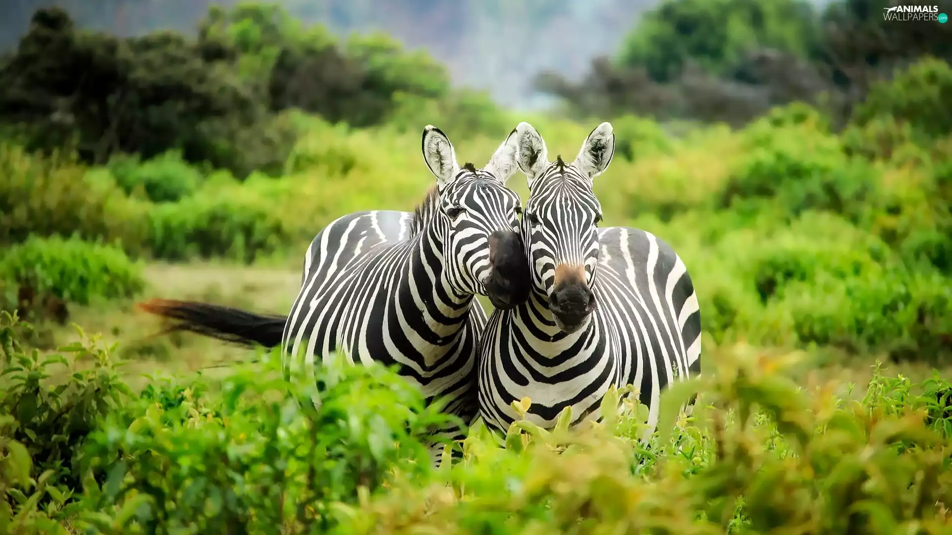 VEGETATION, Two, zebra