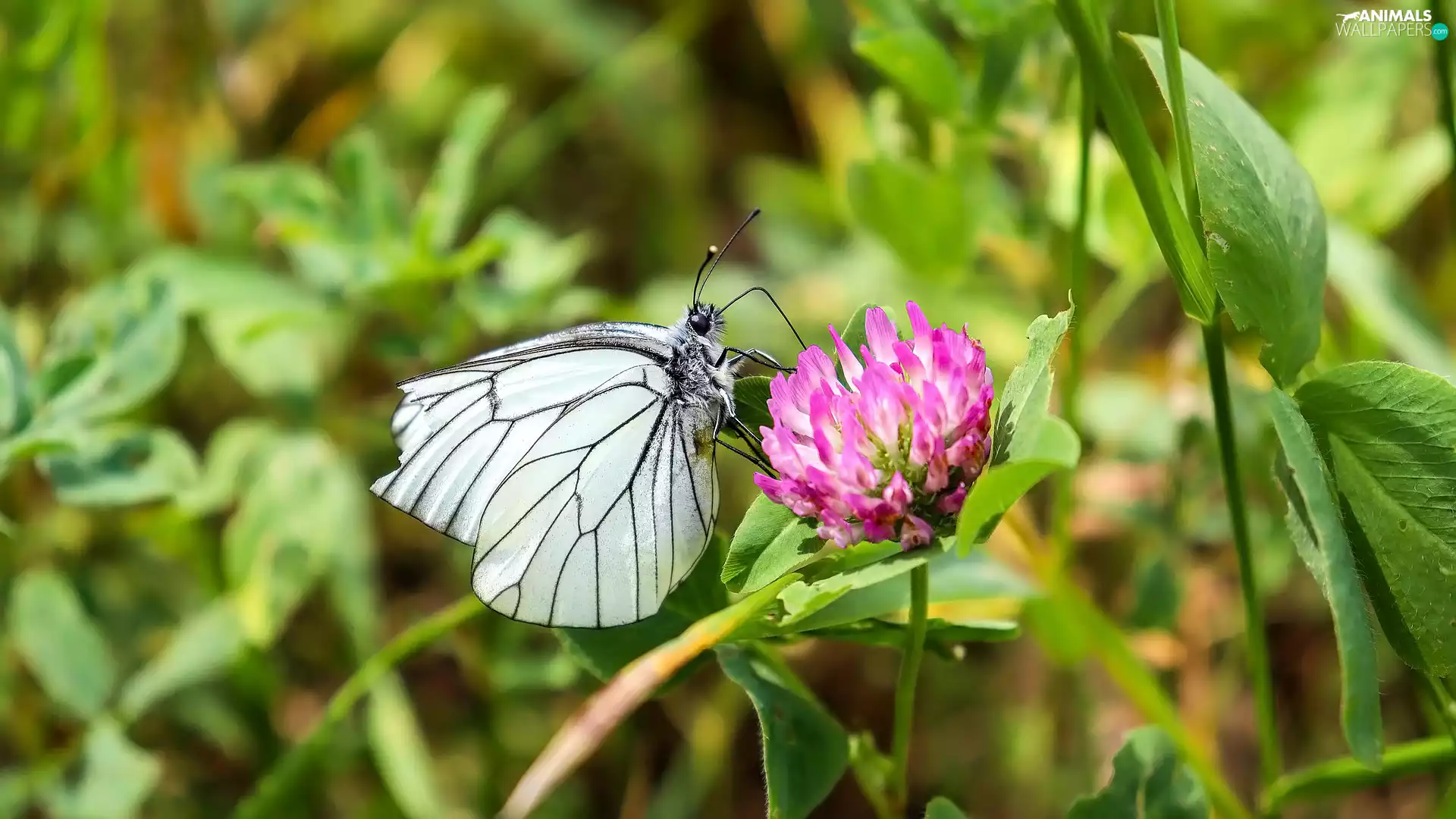 trefoil, Leaf, Black-veined White, Flowers, butterfly