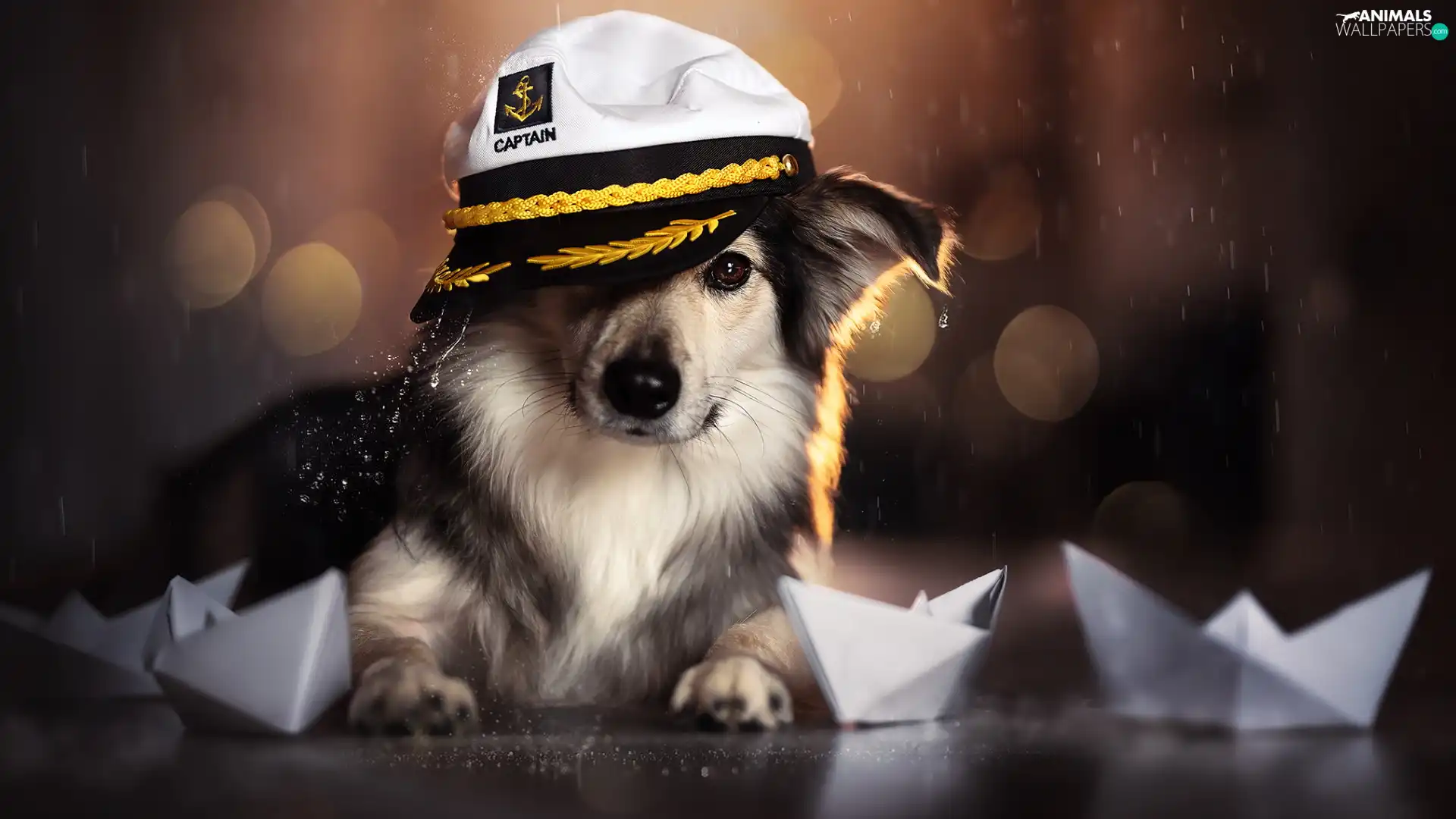 Paper, vessels, Hat, captain, dog