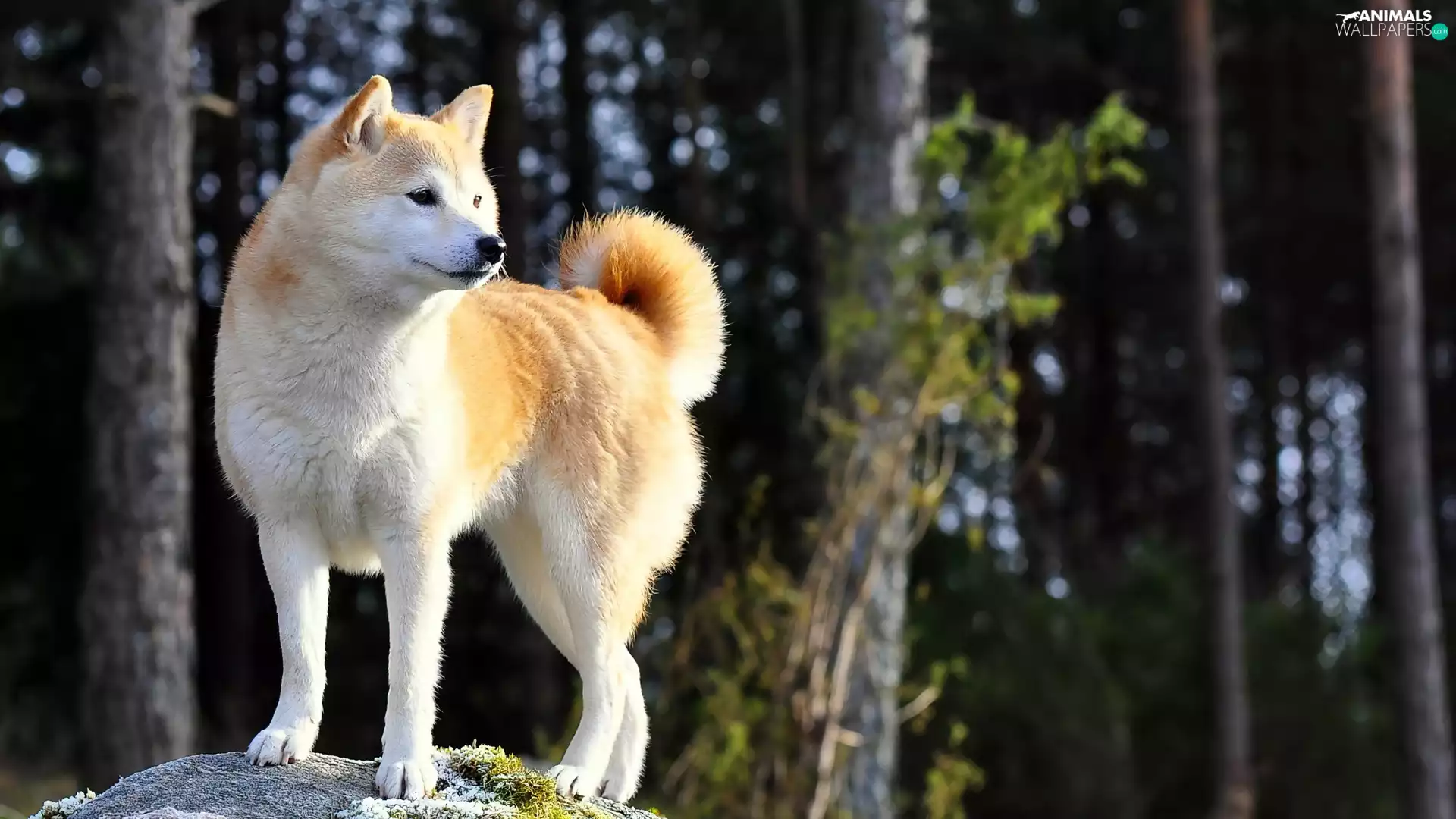trees, viewes, Akita, Inu, dog