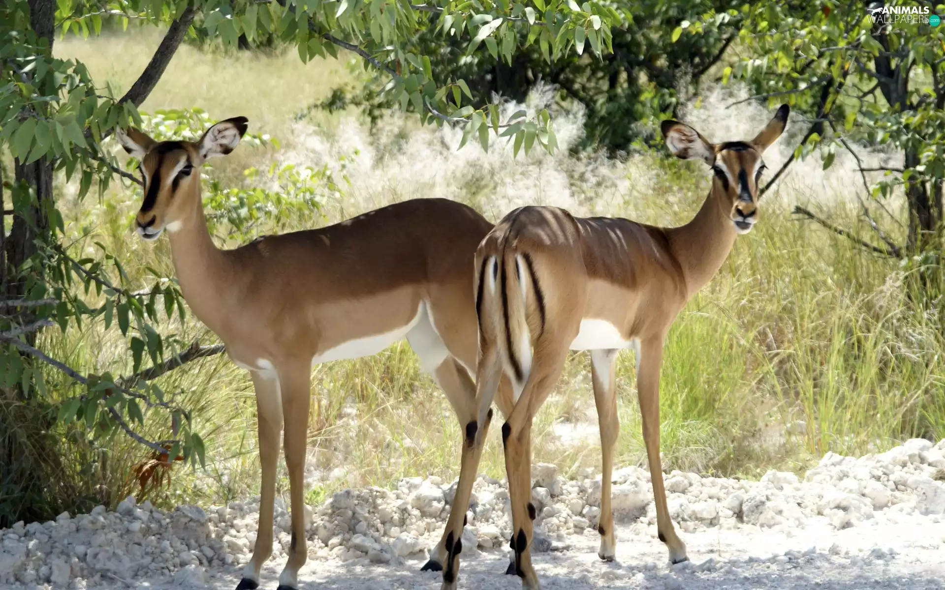 trees, viewes, Antelope, grass, Two