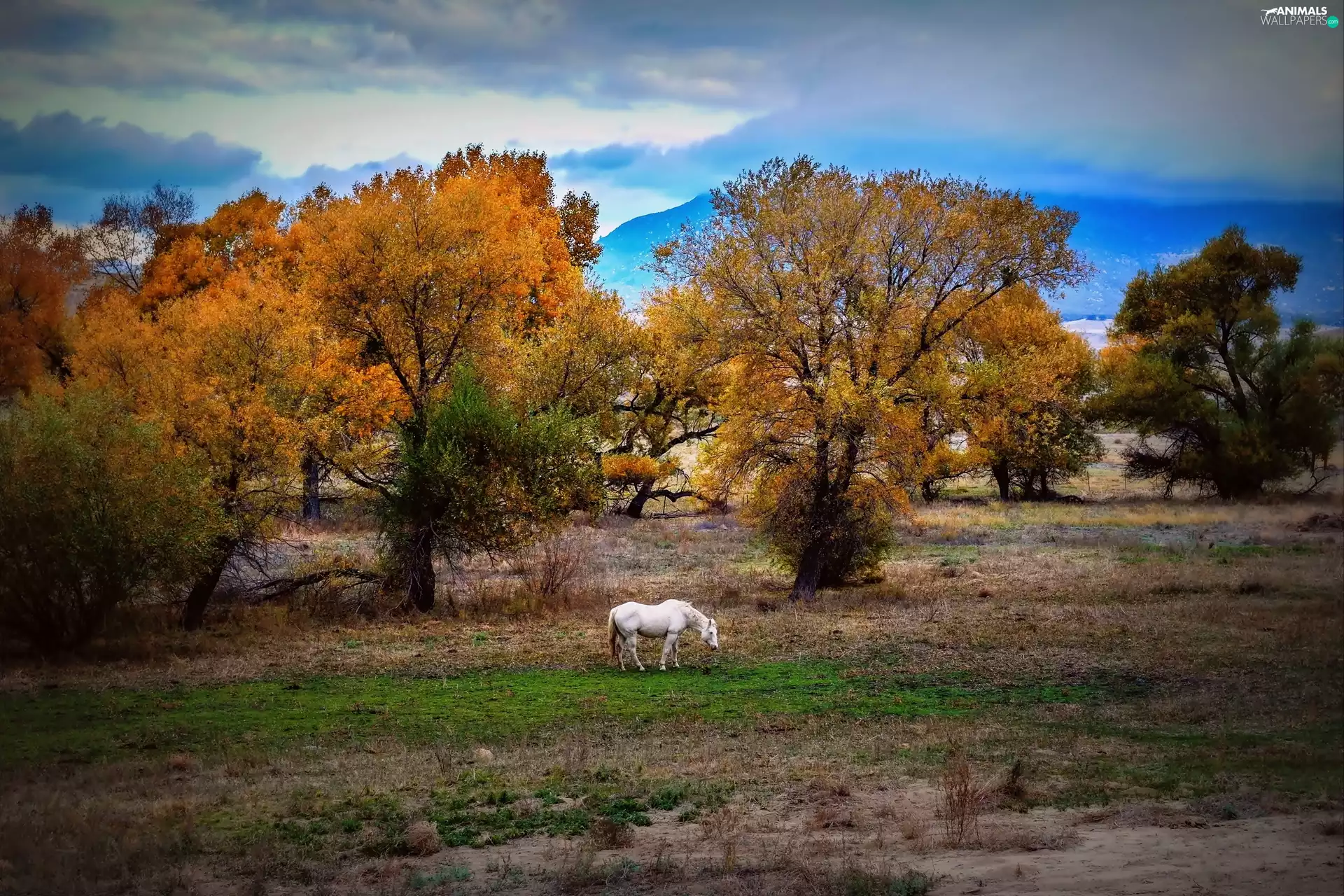 trees, viewes, autumn, Meadow, Horse