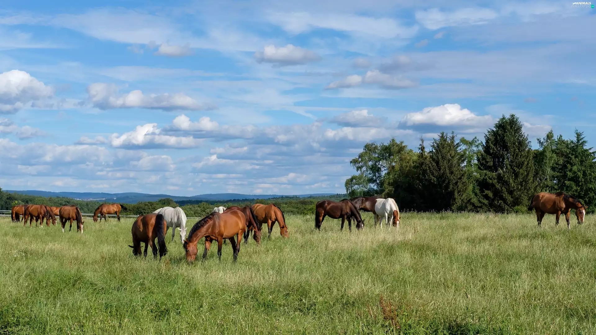 trees, viewes, bloodstock, Meadow, herd