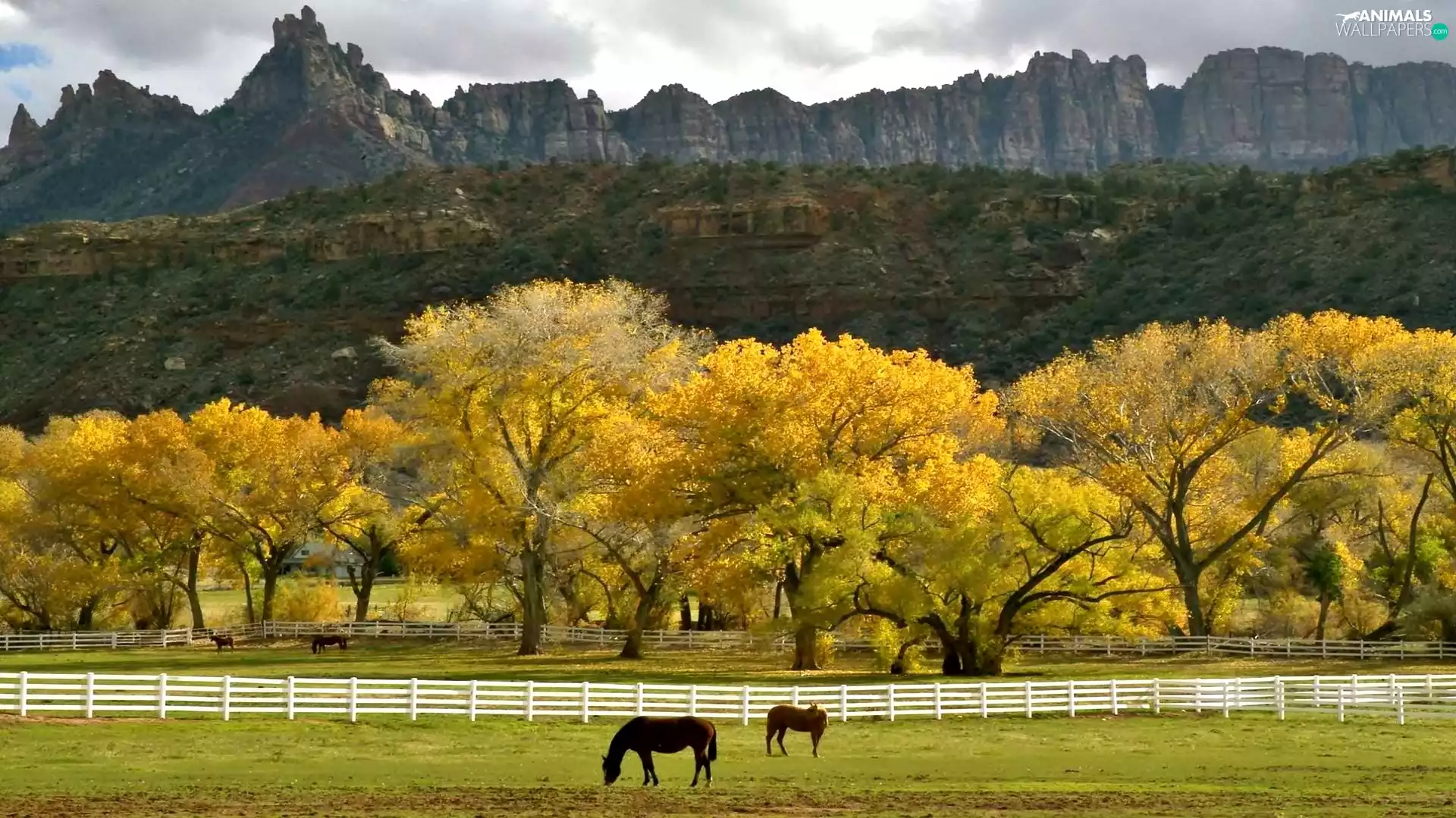 trees, viewes, bloodstock, pastures, Mountains