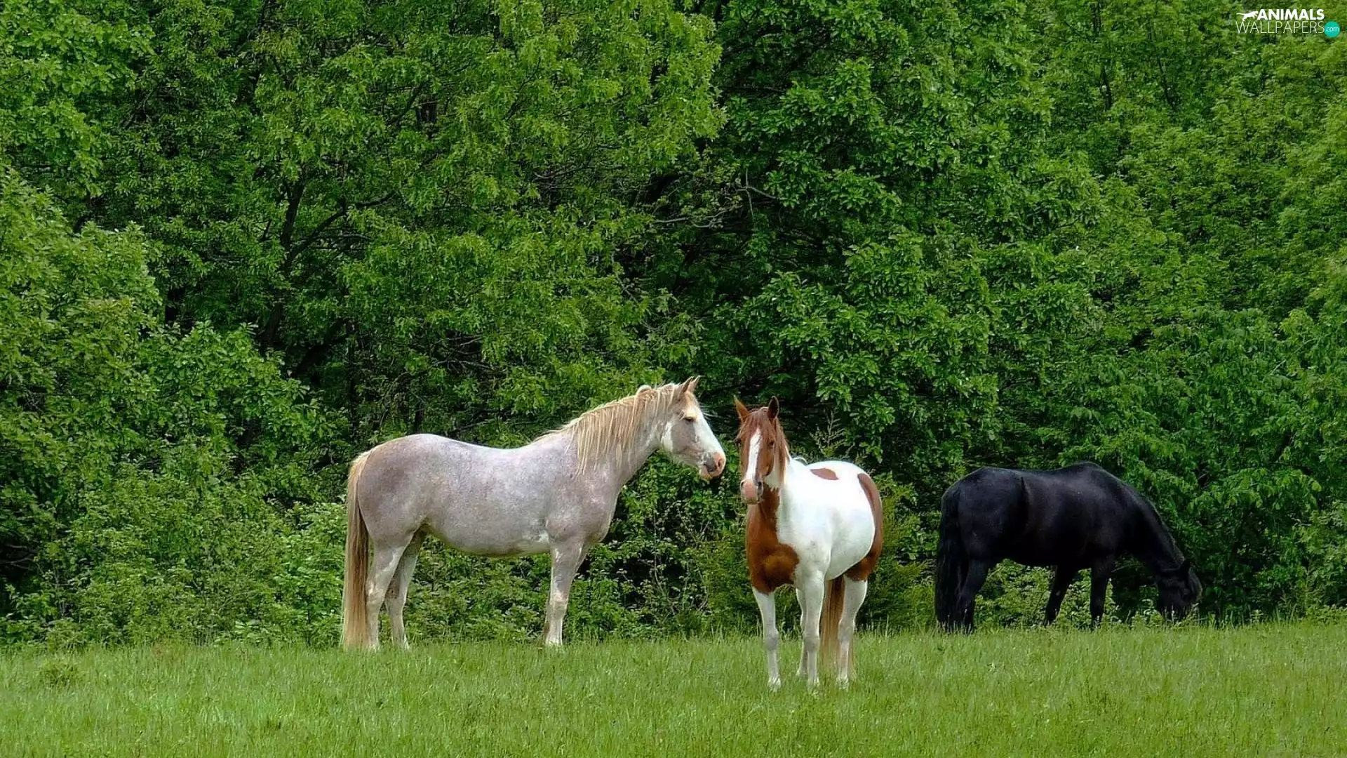 trees, viewes, bloodstock, Meadow, Three