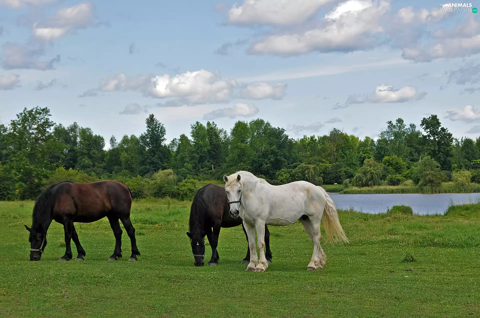 pasture, Three, trees, viewes, River, bloodstock
