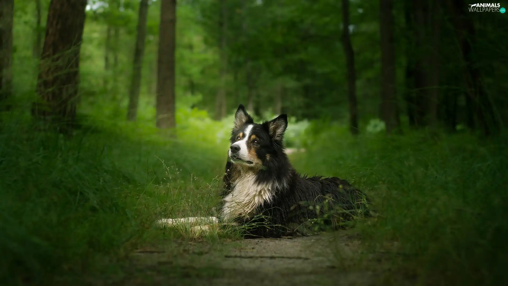 viewes, grass, Border Collie, trees, dog