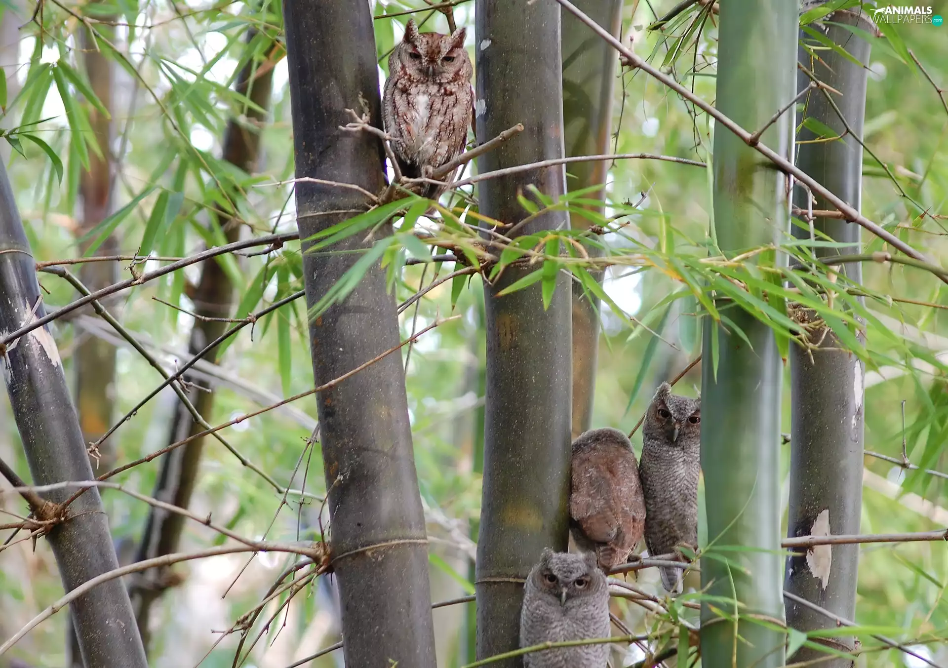 Owls, viewes, branch pics, trees