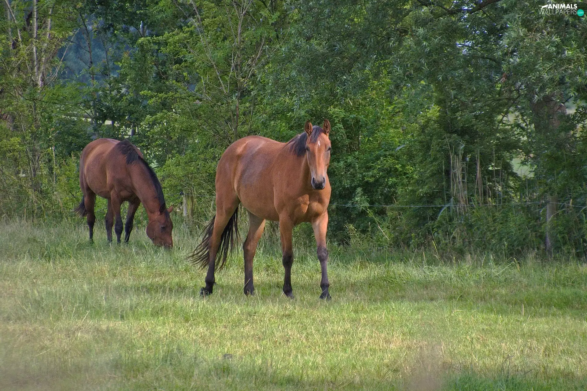 pasture, bloodstock, trees, viewes, fence, Brown