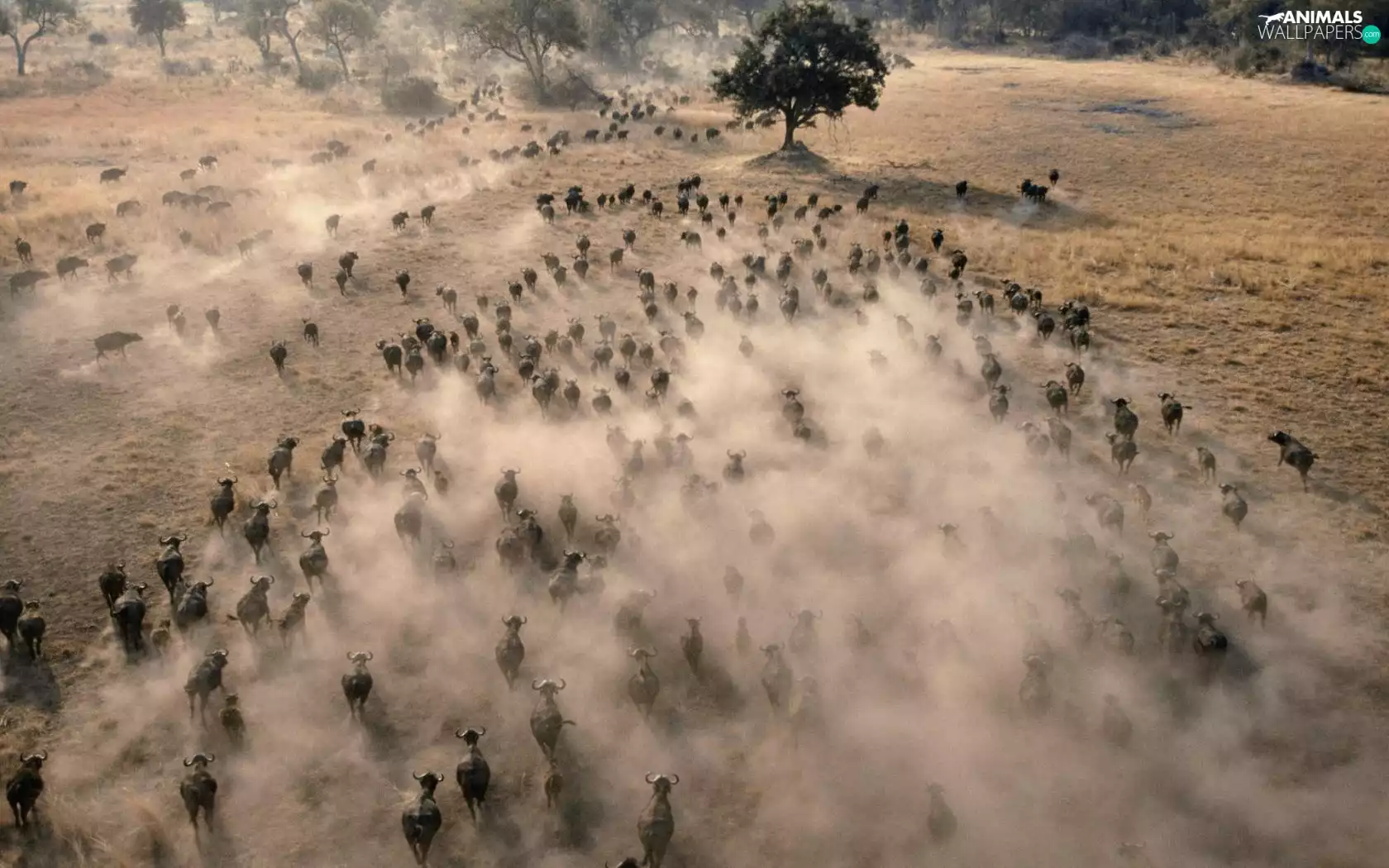 trees, viewes, Buffalo, savanna, herd
