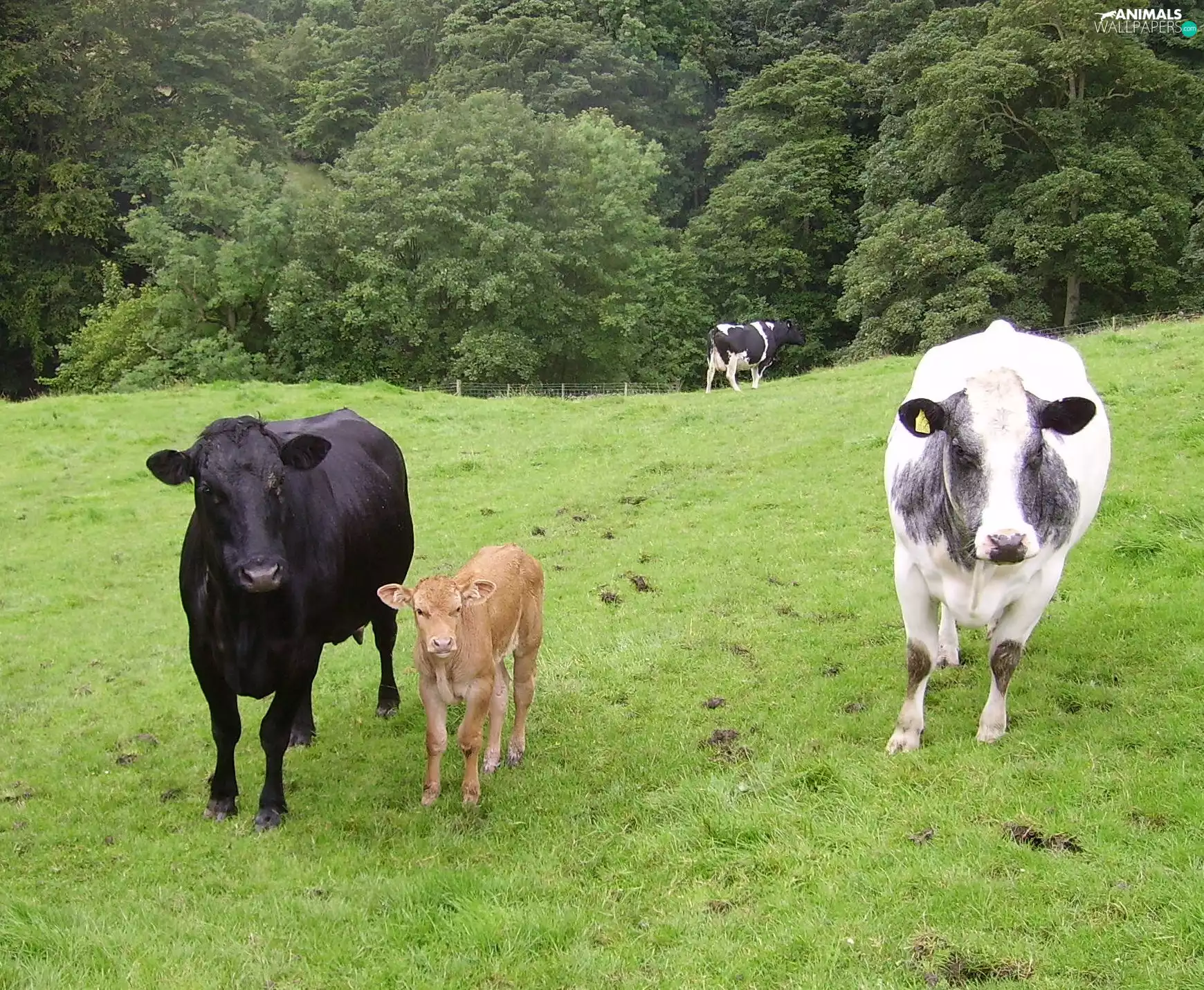 trees, viewes, calf, Meadow, Cows