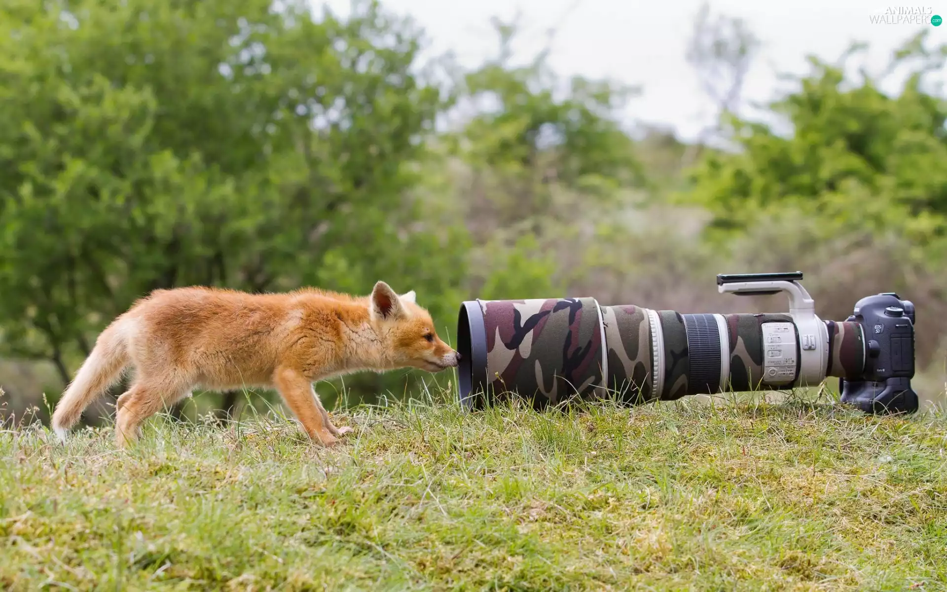 trees, viewes, Camera, grass, Fox