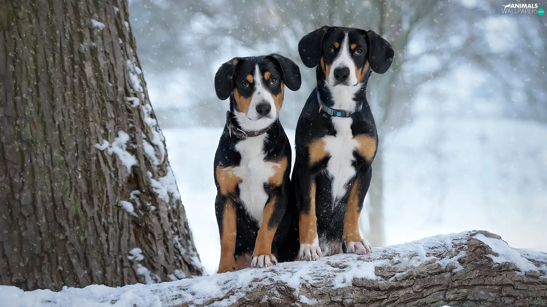 Entlebucher, Two cars, viewes, winter, trees, Dogs