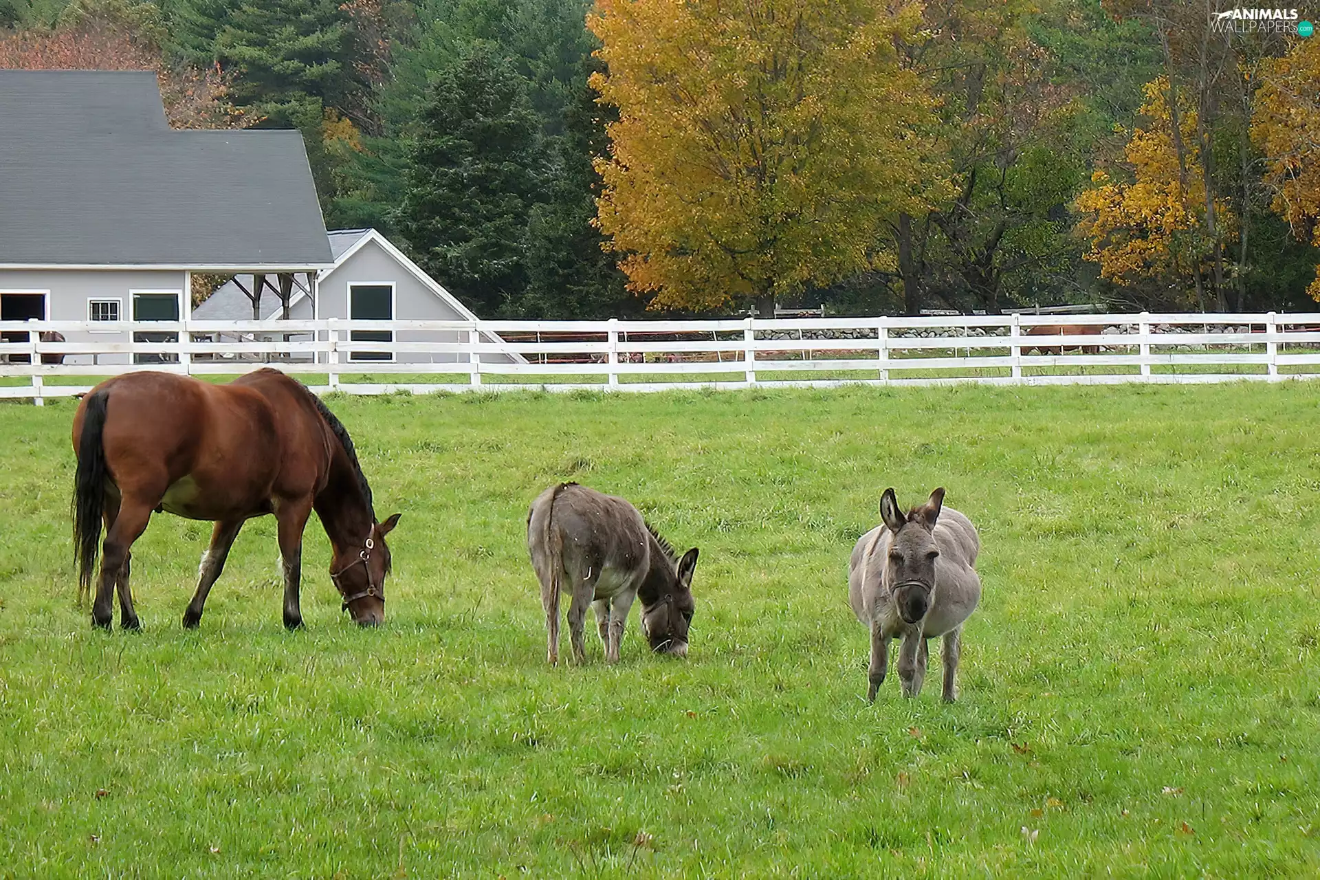 Meadow, Two cars, trees, donkeys, Horse, fence, viewes