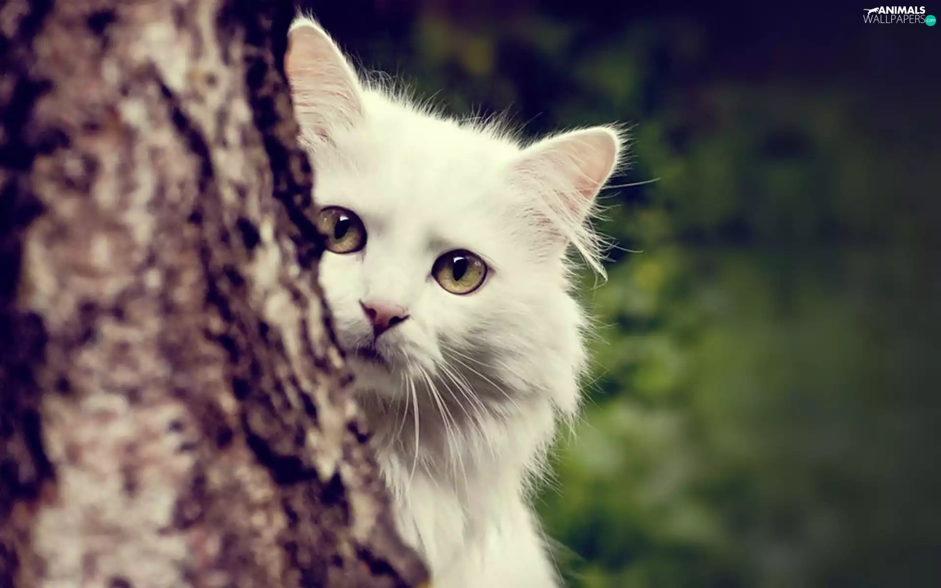 muzzle, White, trees, viewes, trunk, cat