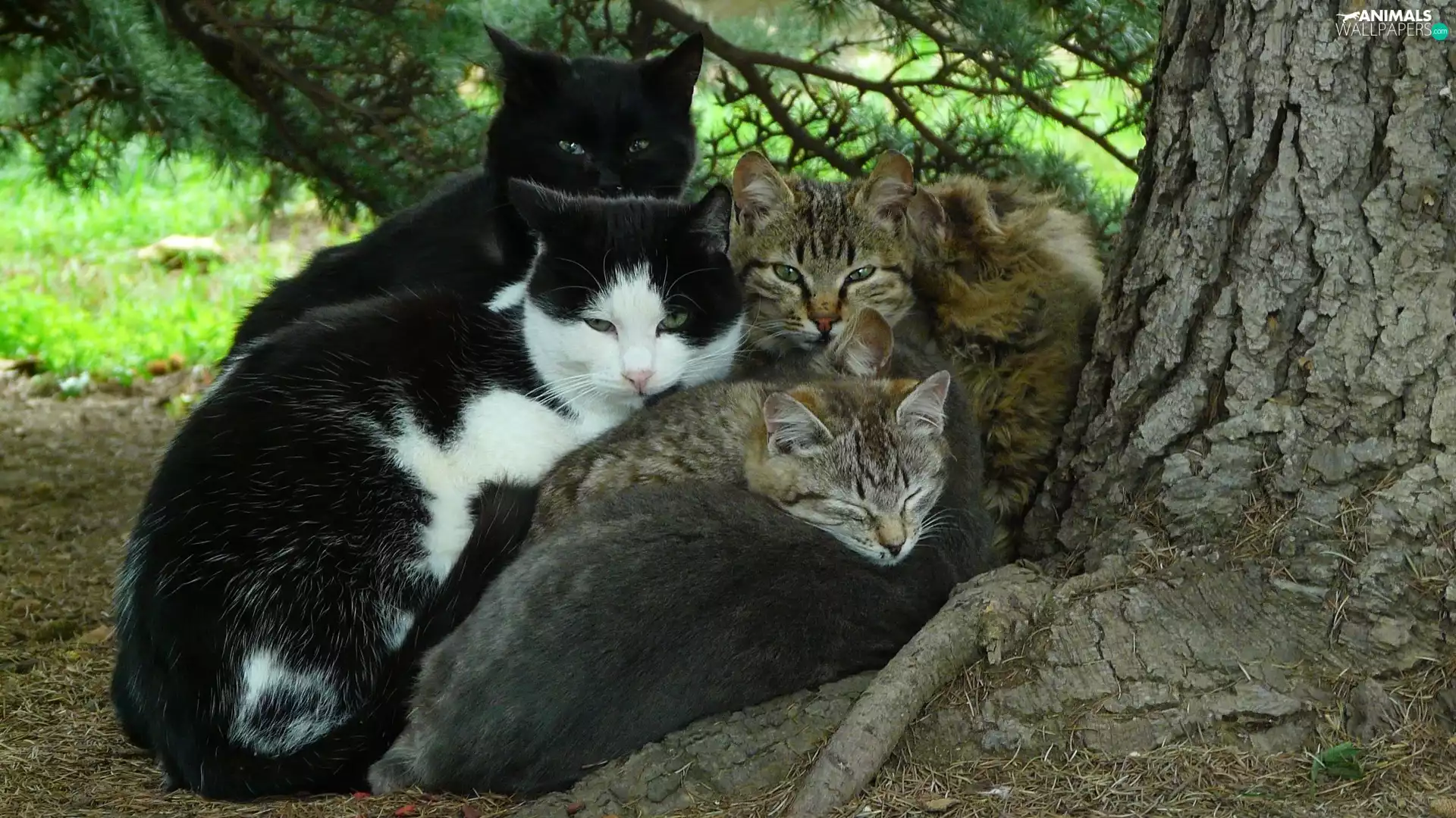 roofers, cuddled, trees, viewes, trunk, cats