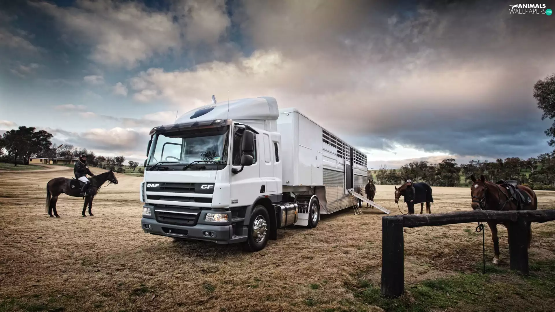 bloodstock, lorry, trees, viewes, People, Daf