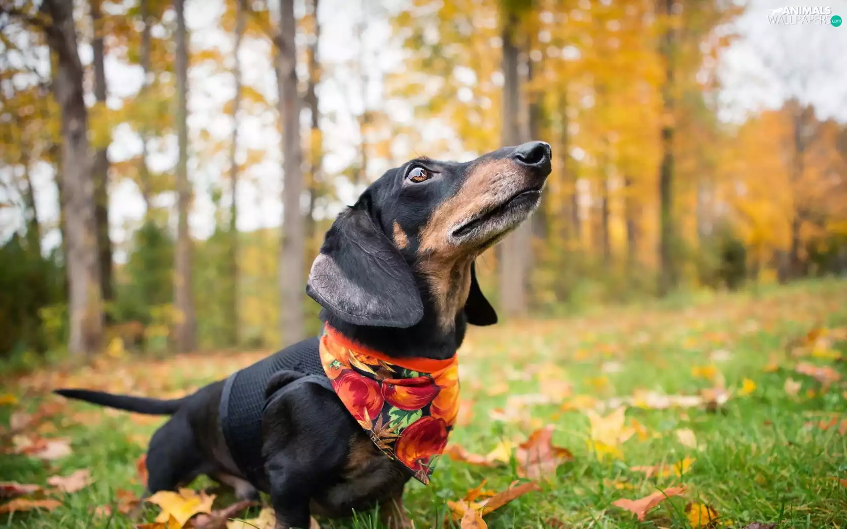 trees, viewes, dog, forest, dachshund