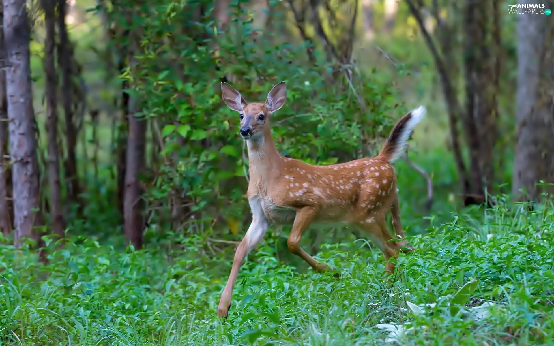 trees, viewes, fawn, forest, young