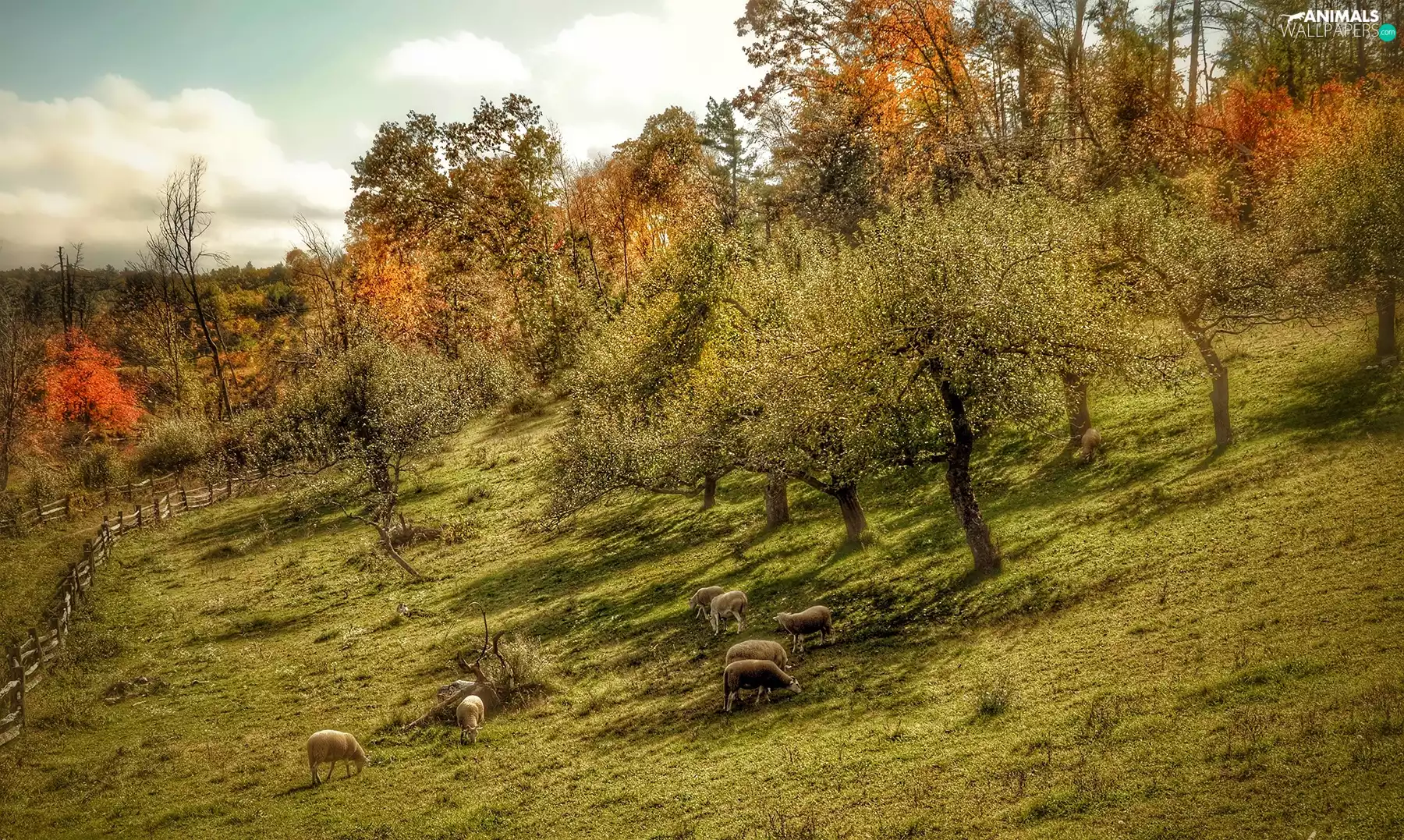 rams, trees, fence, viewes, Meadow, Sheep, Fance
