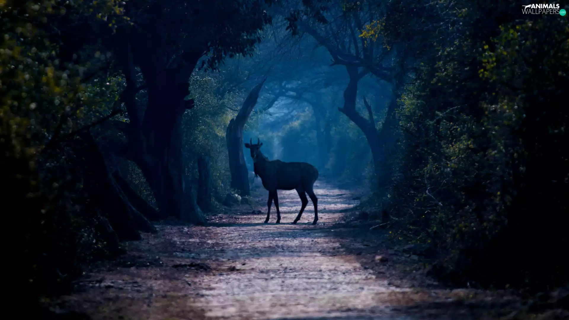 Way, forest, trees, viewes, deer, Fog