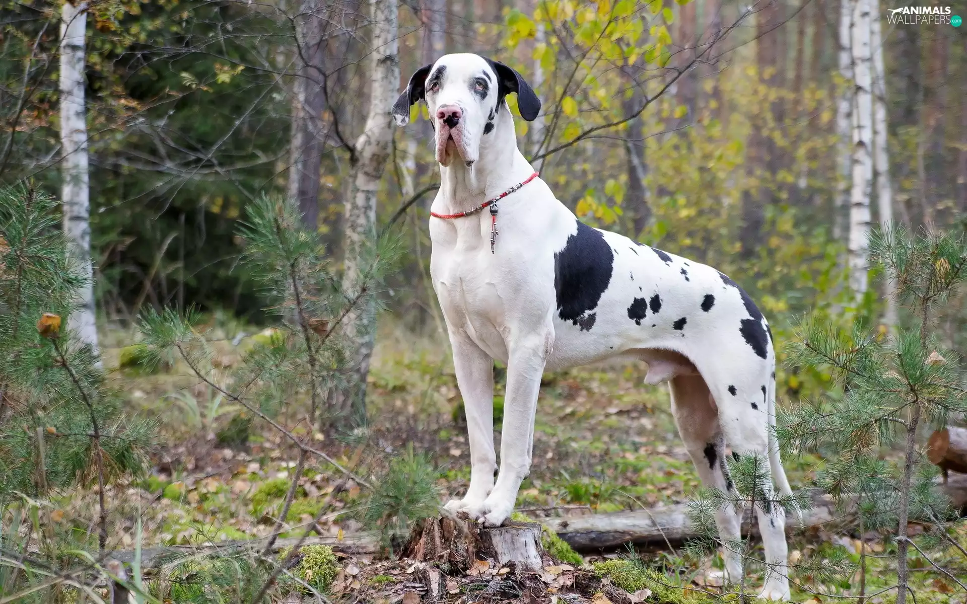 trees, viewes, german, forest, Dog