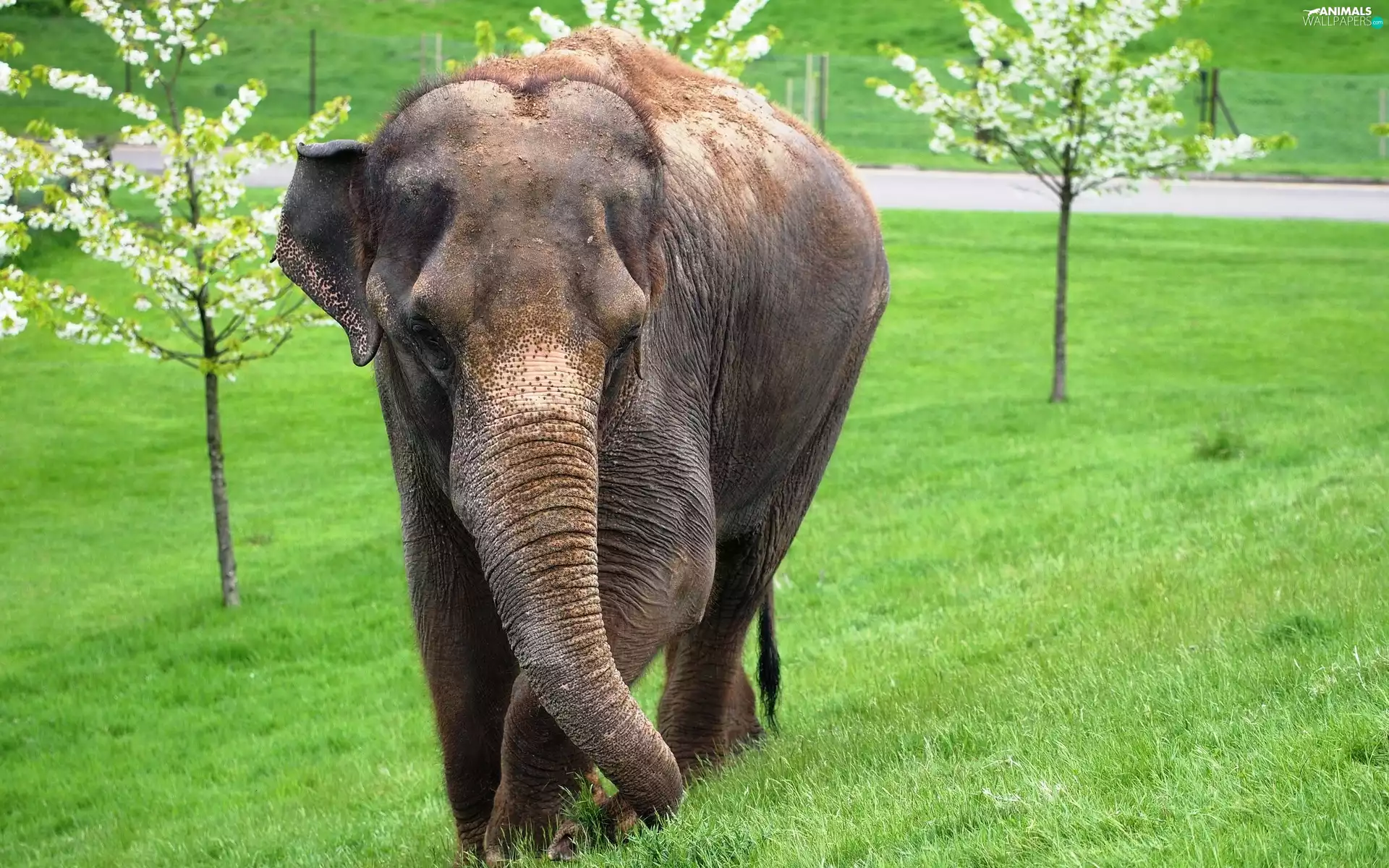 trees, viewes, grass, flourishing, Elephant