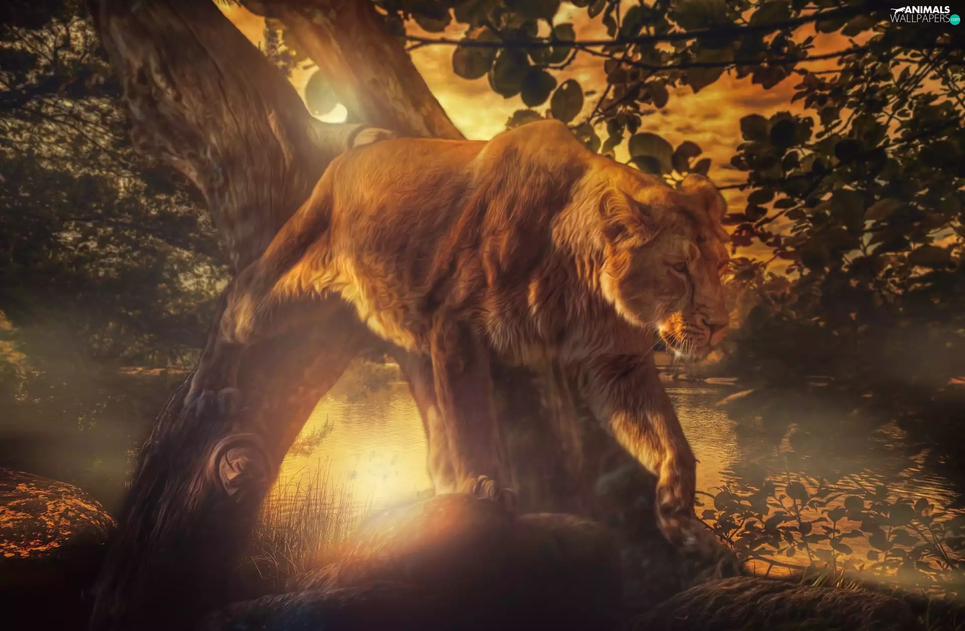 Lion, viewes, Great Sunsets, trees