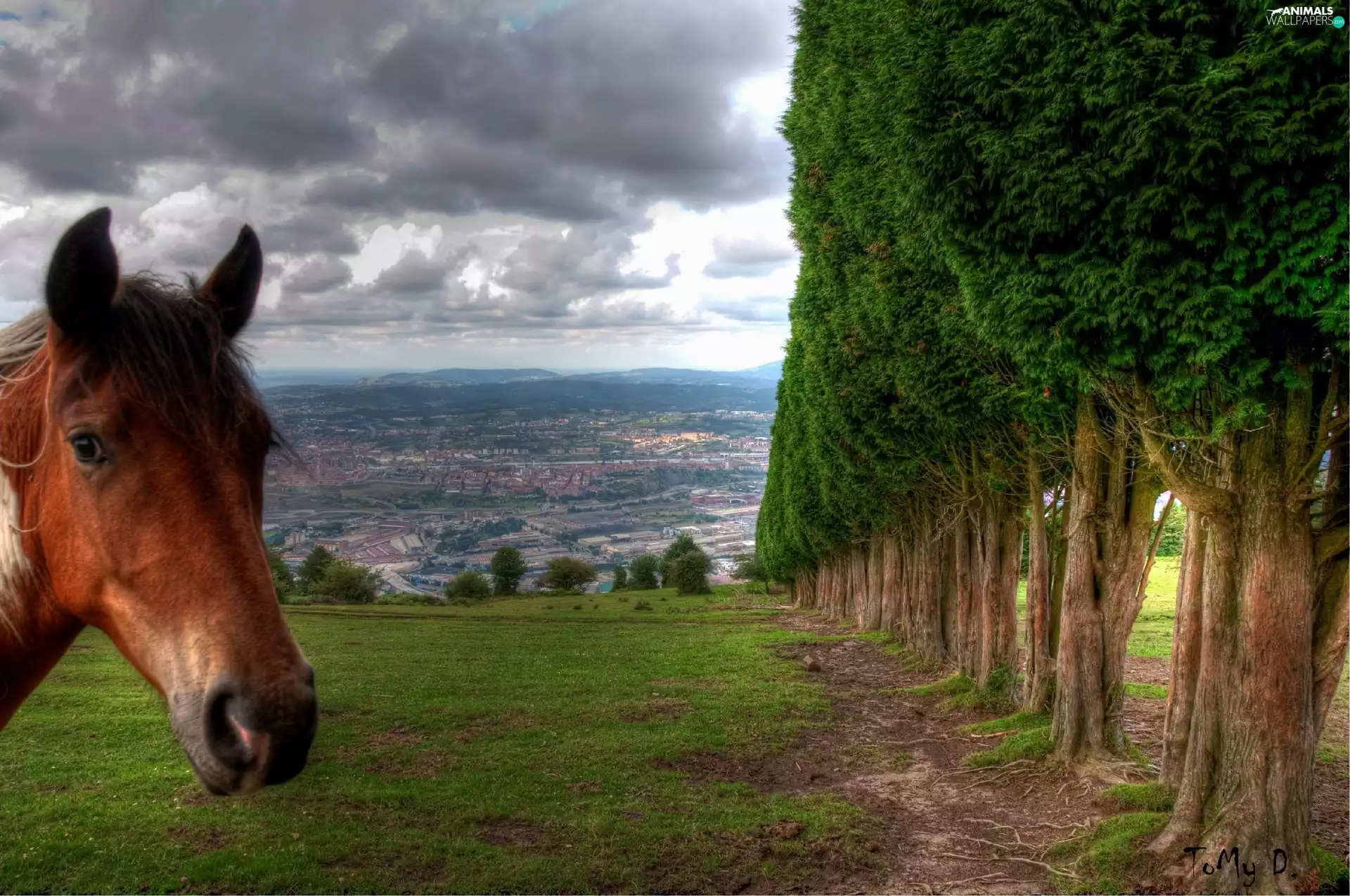 trees, viewes, head, Meadow, Horse